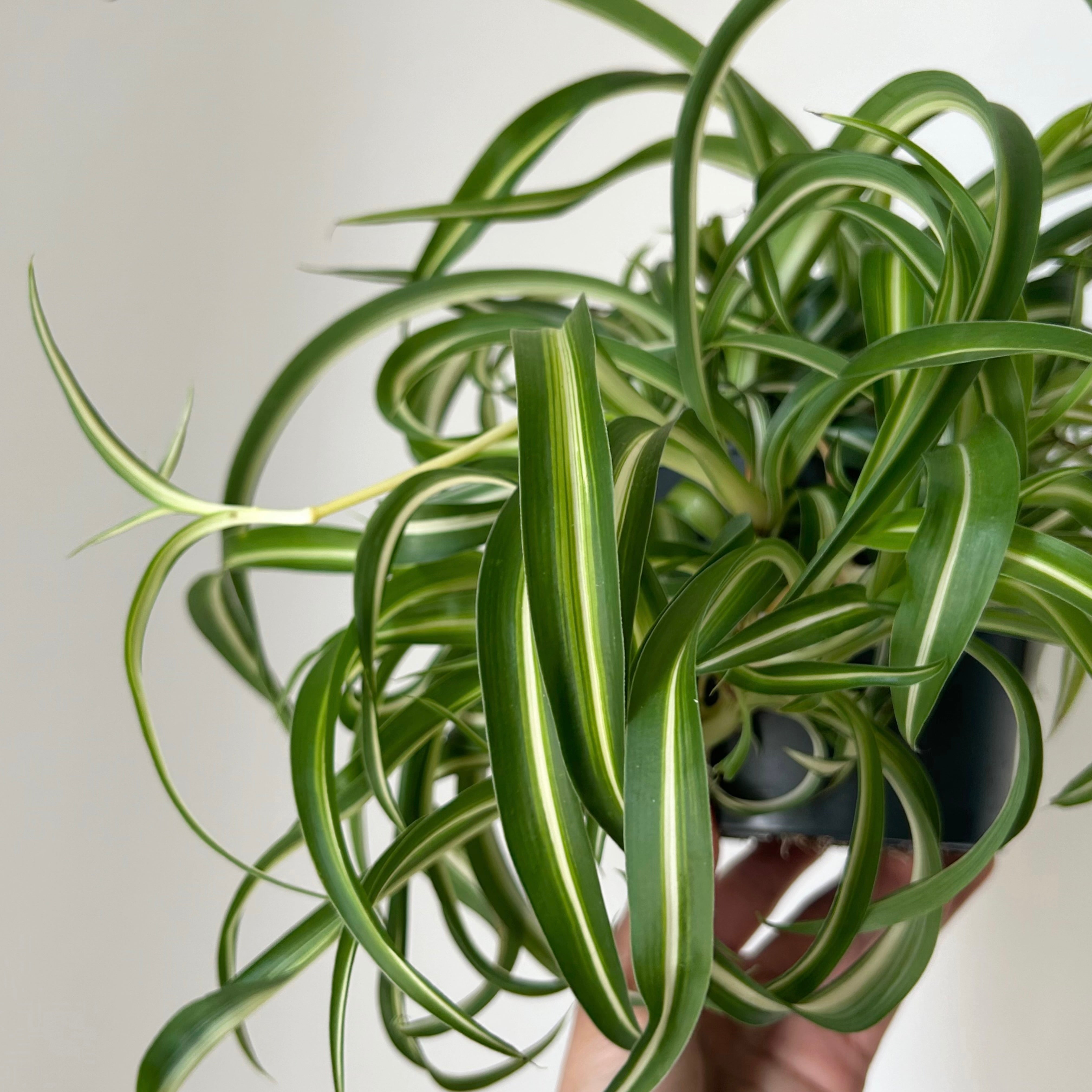 Curly Spider Plant Variegated (Chlorophytum Comosum) 5” pot