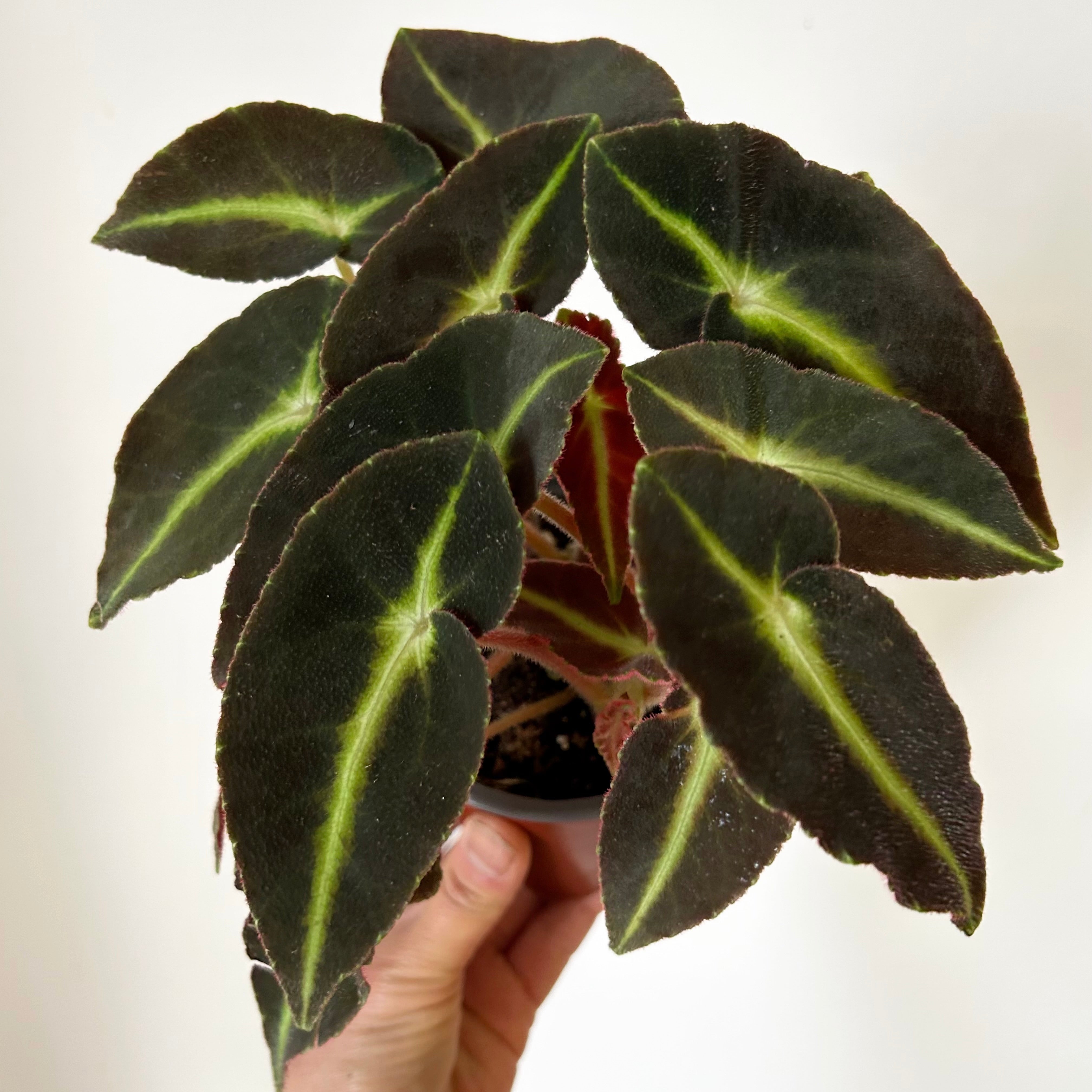 Begonia listada 5”pot