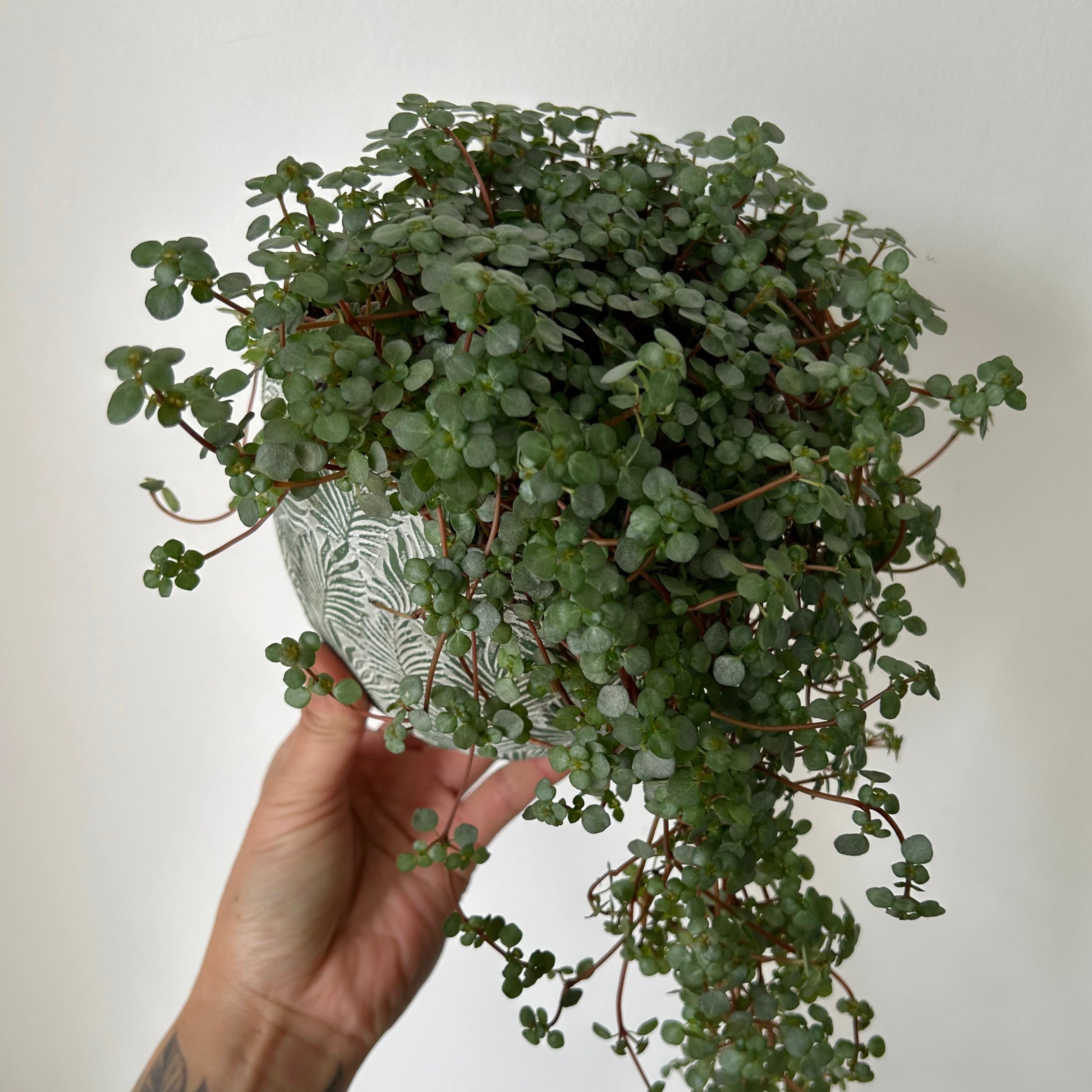 Pilea Aquamarine 5”pot