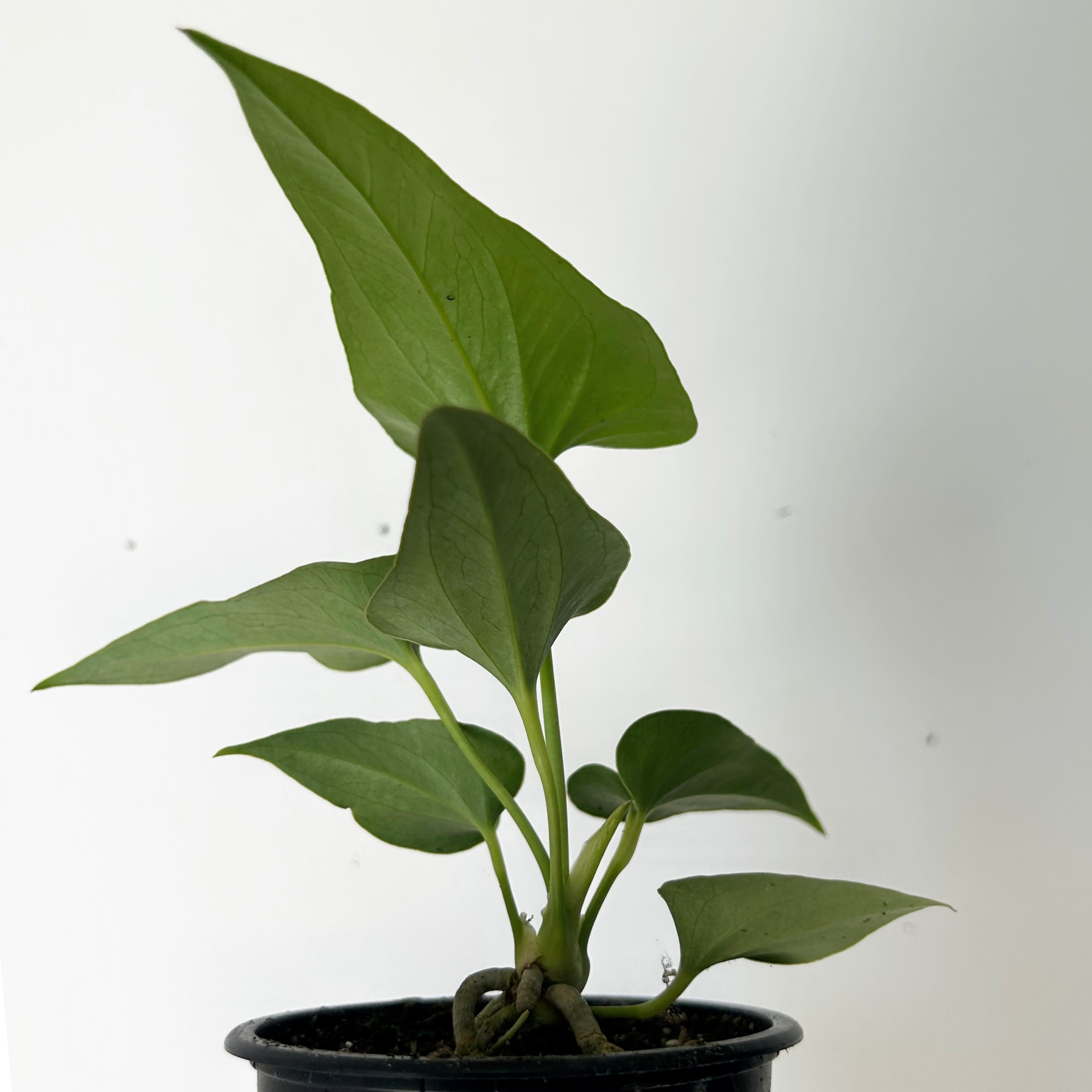 Anthurium Corong x Villenaorum (Hybrid) 3.5” pot