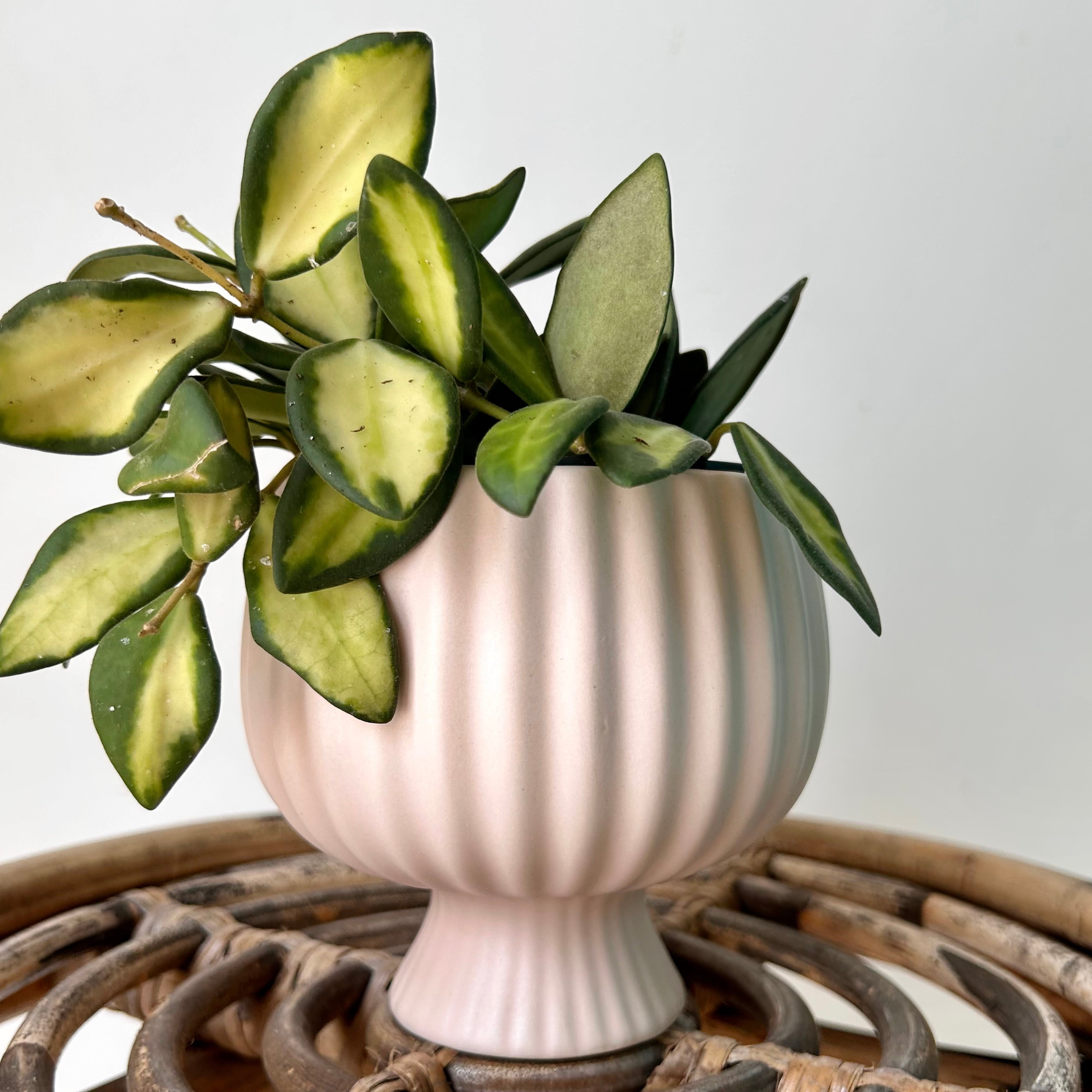 SONATA decorative compote planter (3.75”x4”) available in two colours