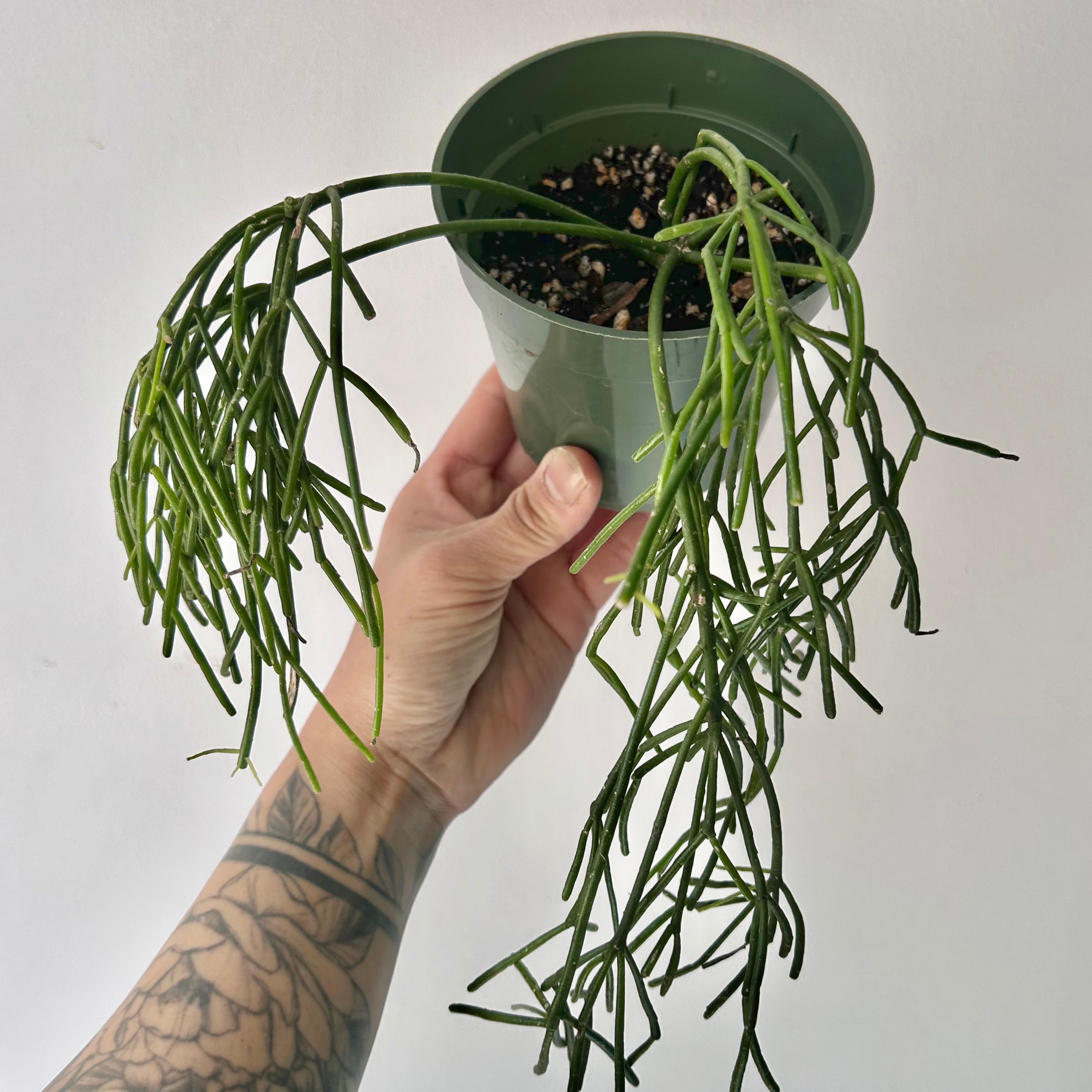 Rhipsalis capilliformis 4”pot