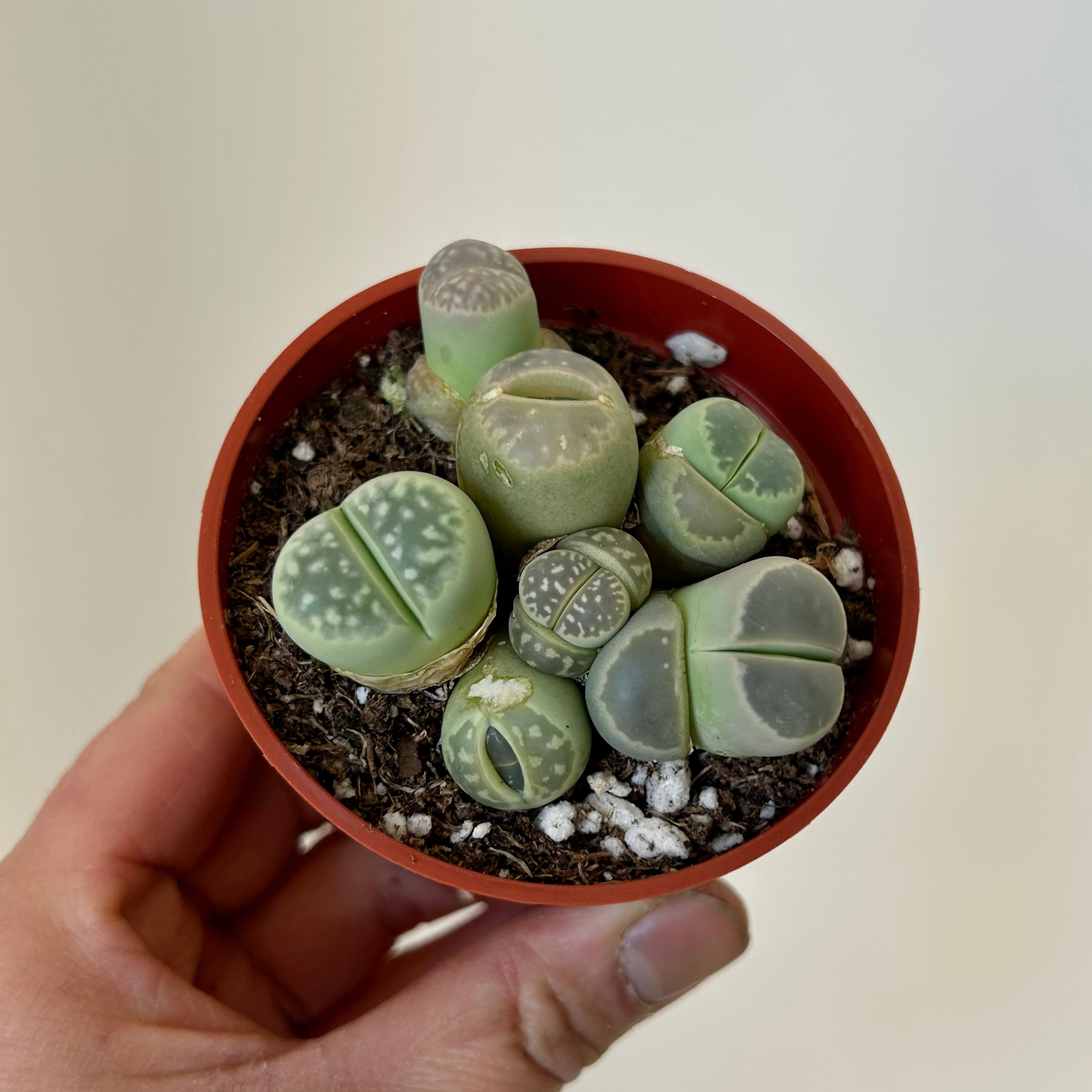 Living Stone Succulent (Lithops) 3" pot
