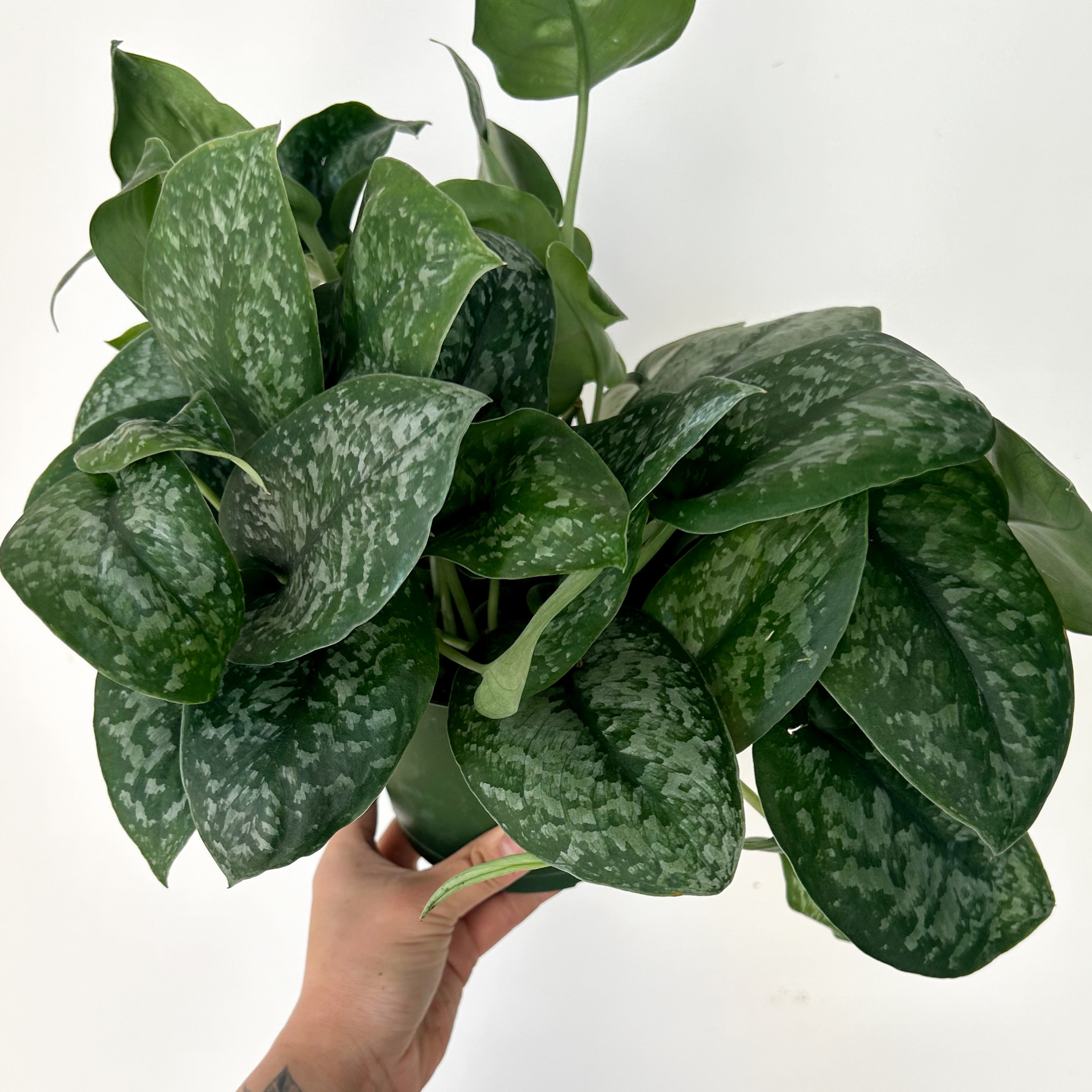 Scindapsus “Silver Splash” 6” pot
