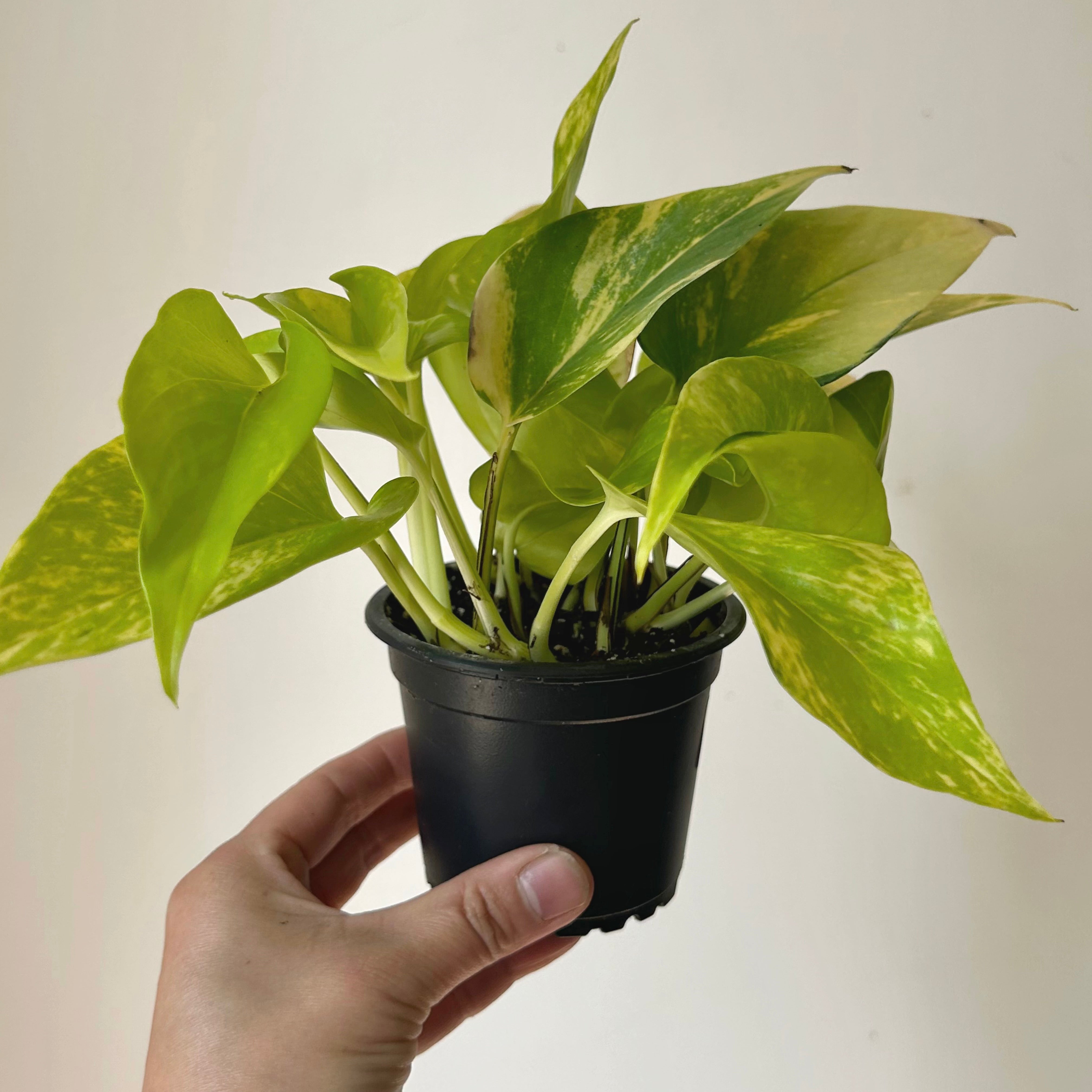 Variegated Neon Pothos (Teruno kaguya) 3.5”Pot