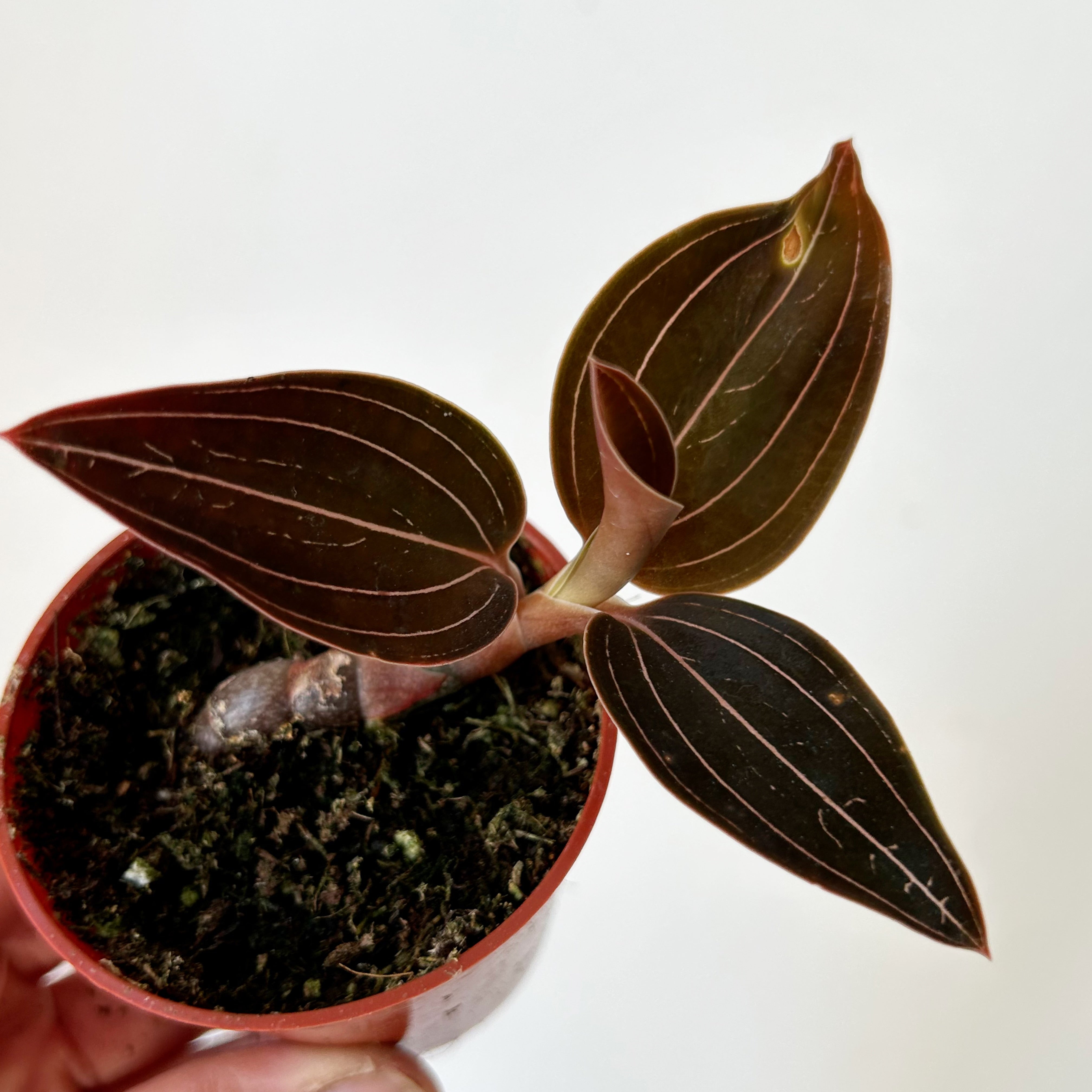 Jewel Orchid (Ludisia discolor ) 2.75”pot