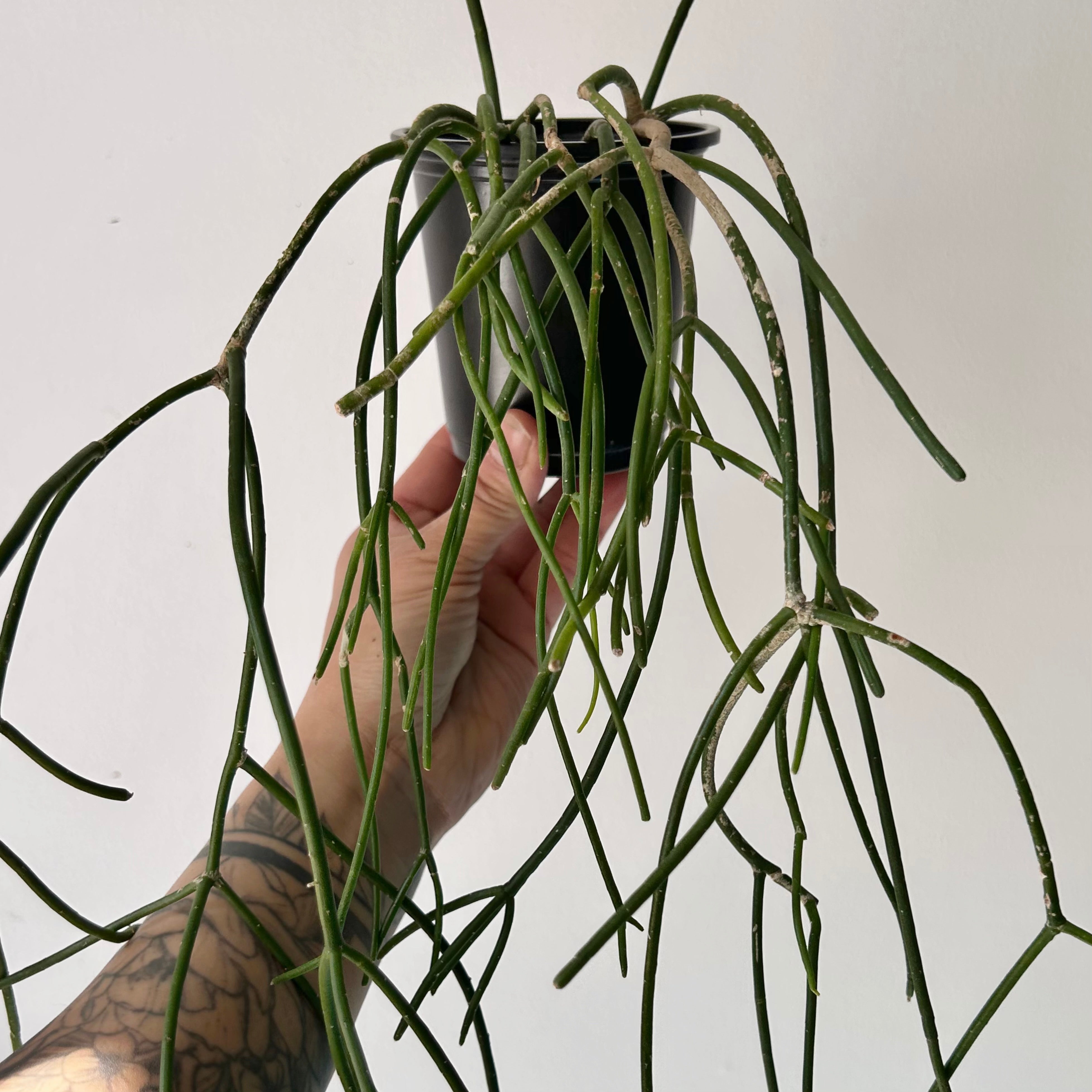 Rhipsalis floccosa 3.5”pot