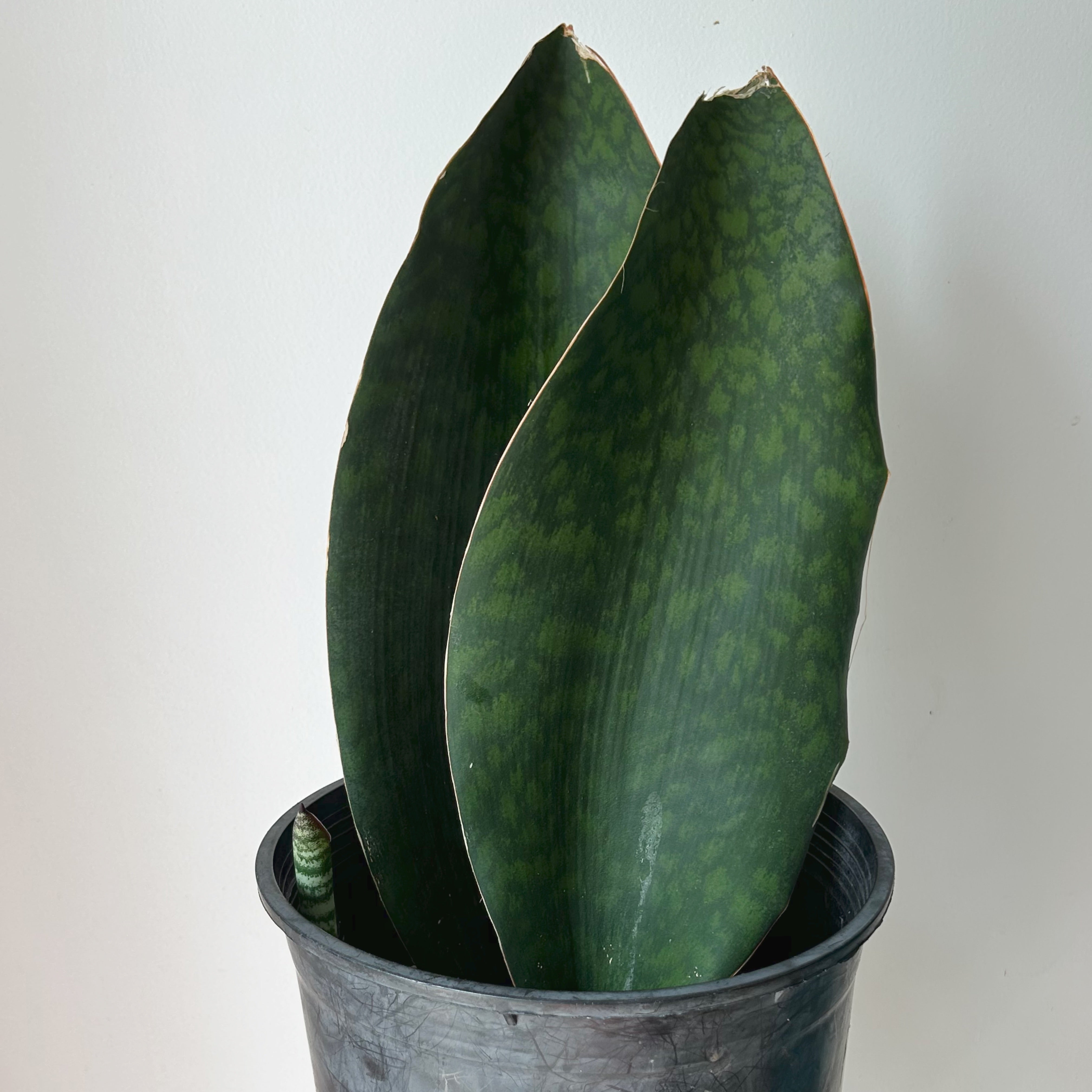 Sansevieria “Whale Fin” in 10”pot