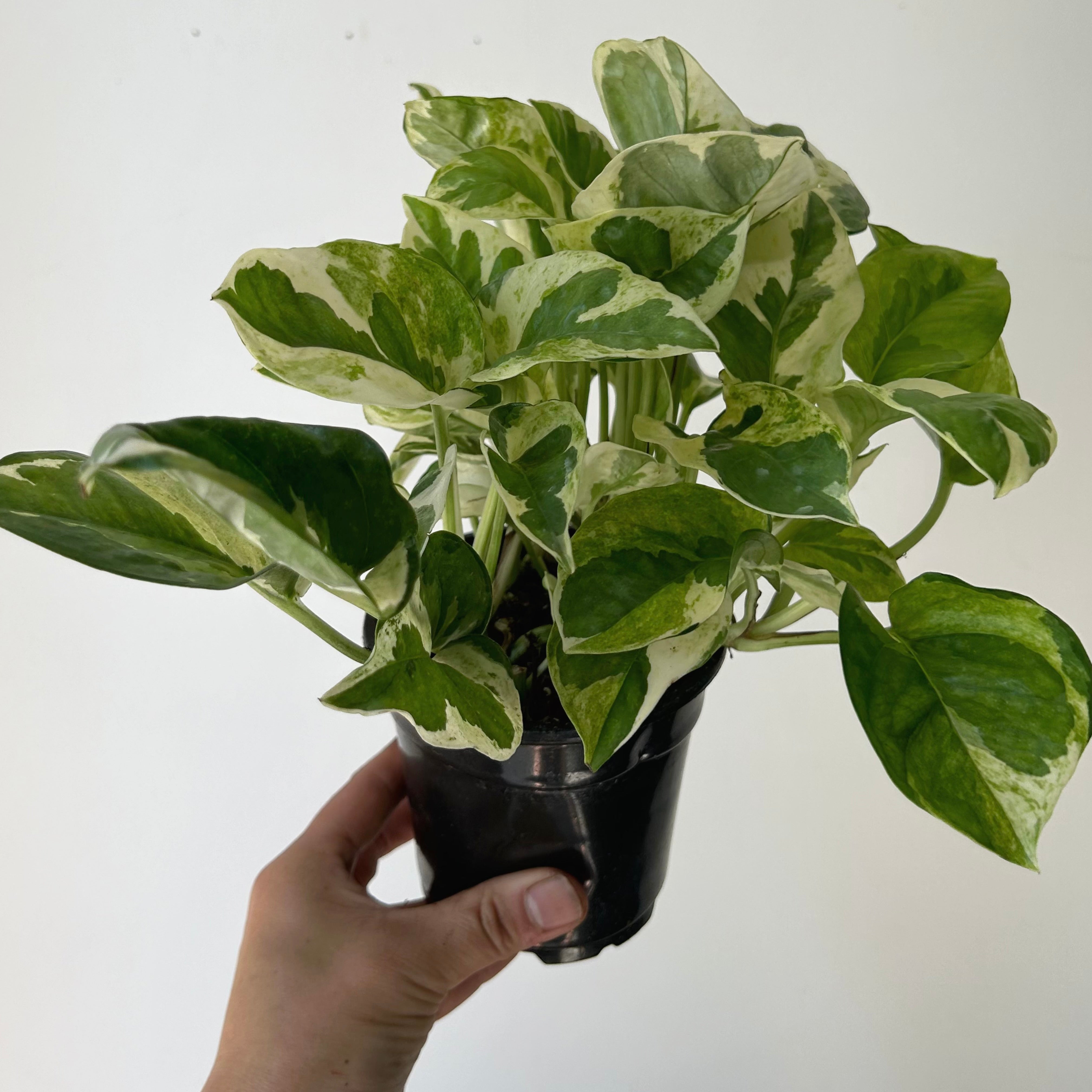 Pothos “Pearl & Jade” 4”pot