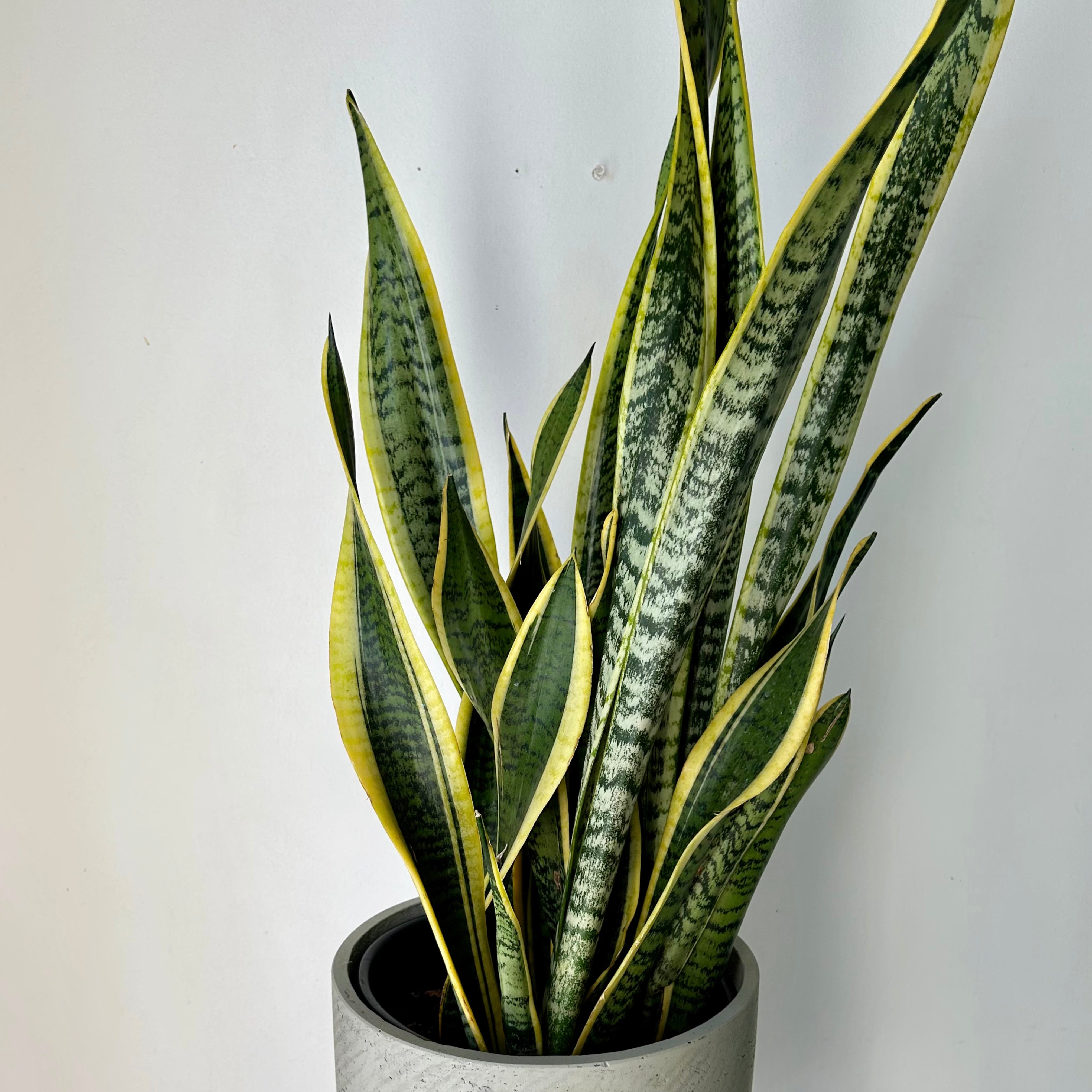 Sansevieria Laurentii approximately 3ft tall in 8”pot