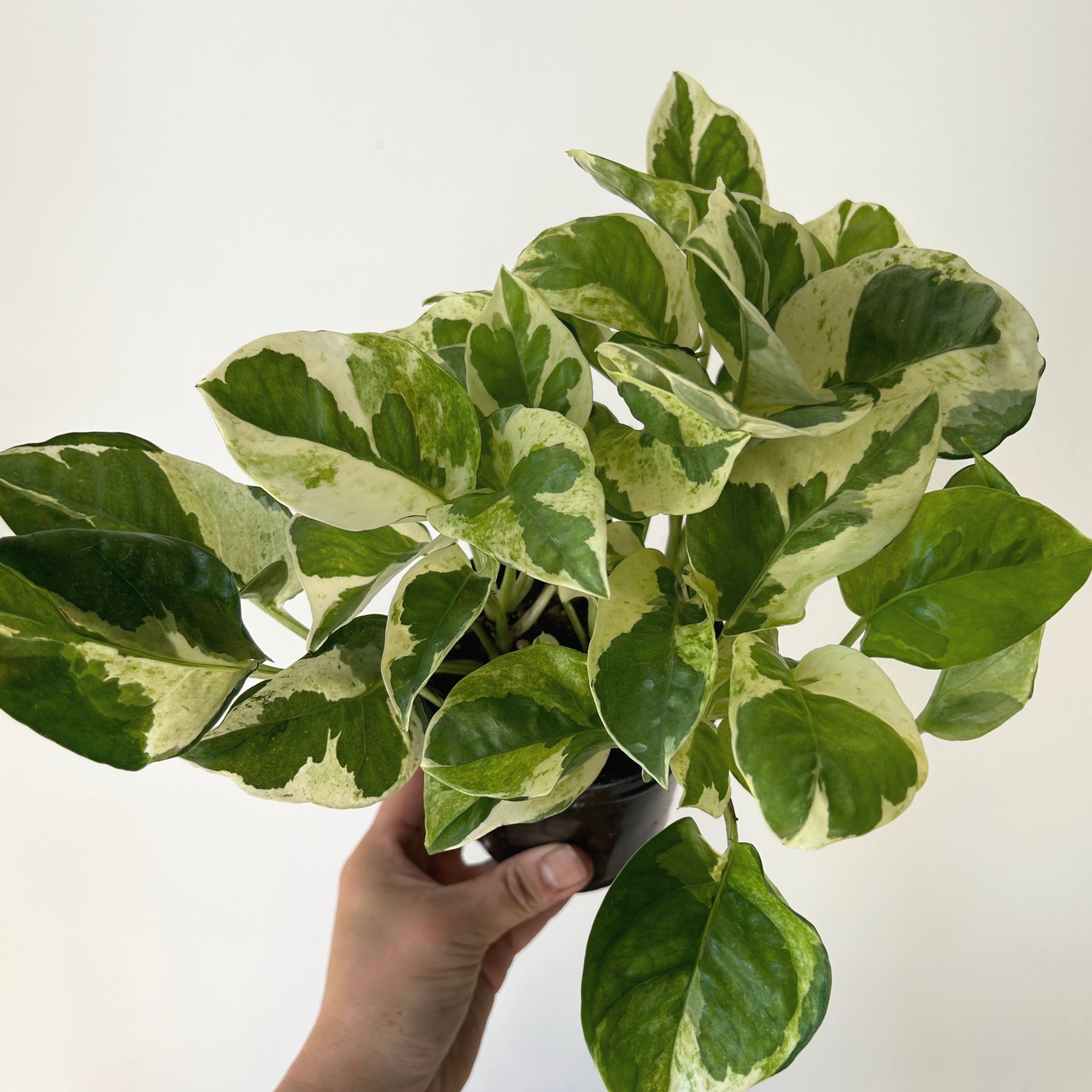 Pothos “Pearl & Jade” 4”pot