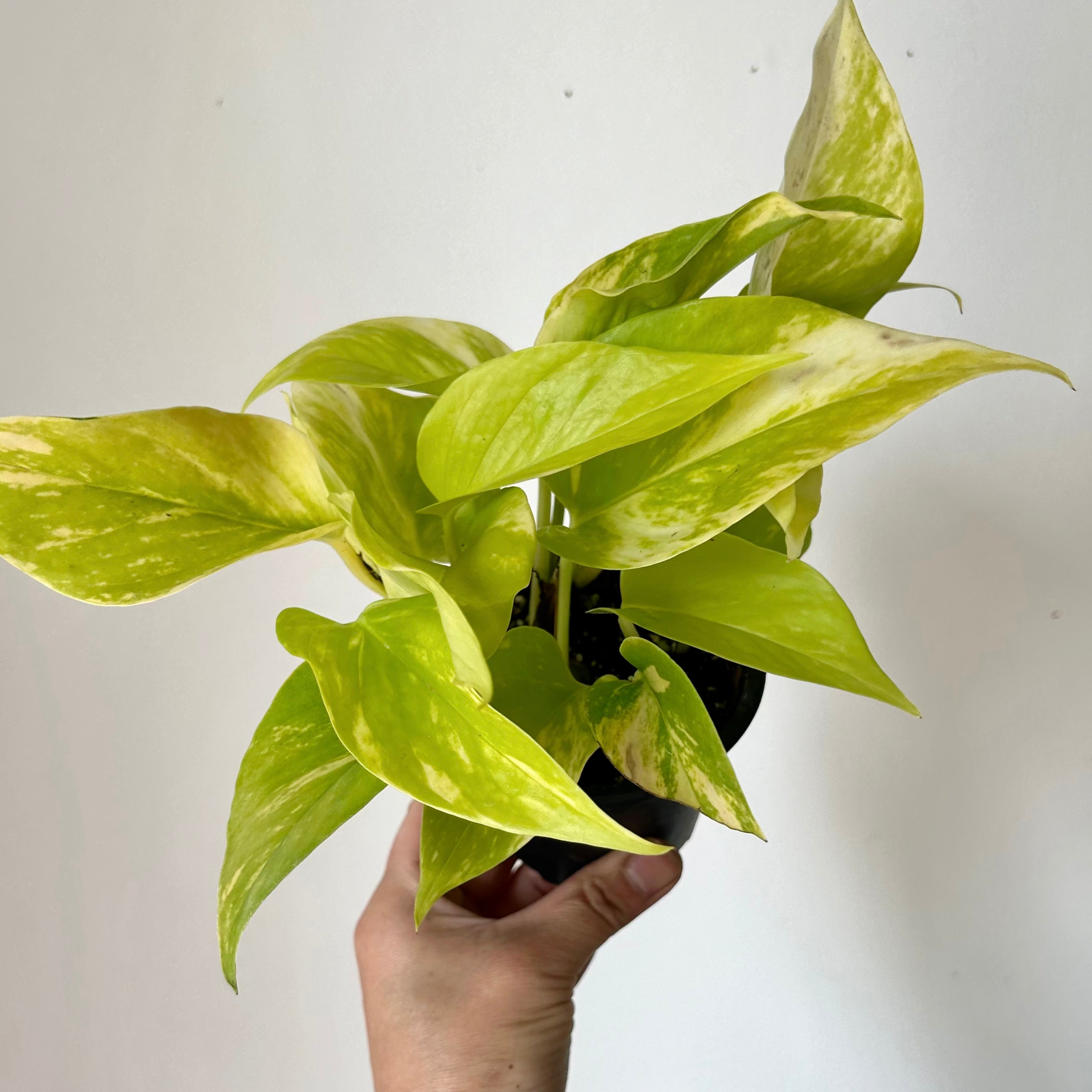Variegated Neon Pothos (Teruno kaguya) 3.5”Pot