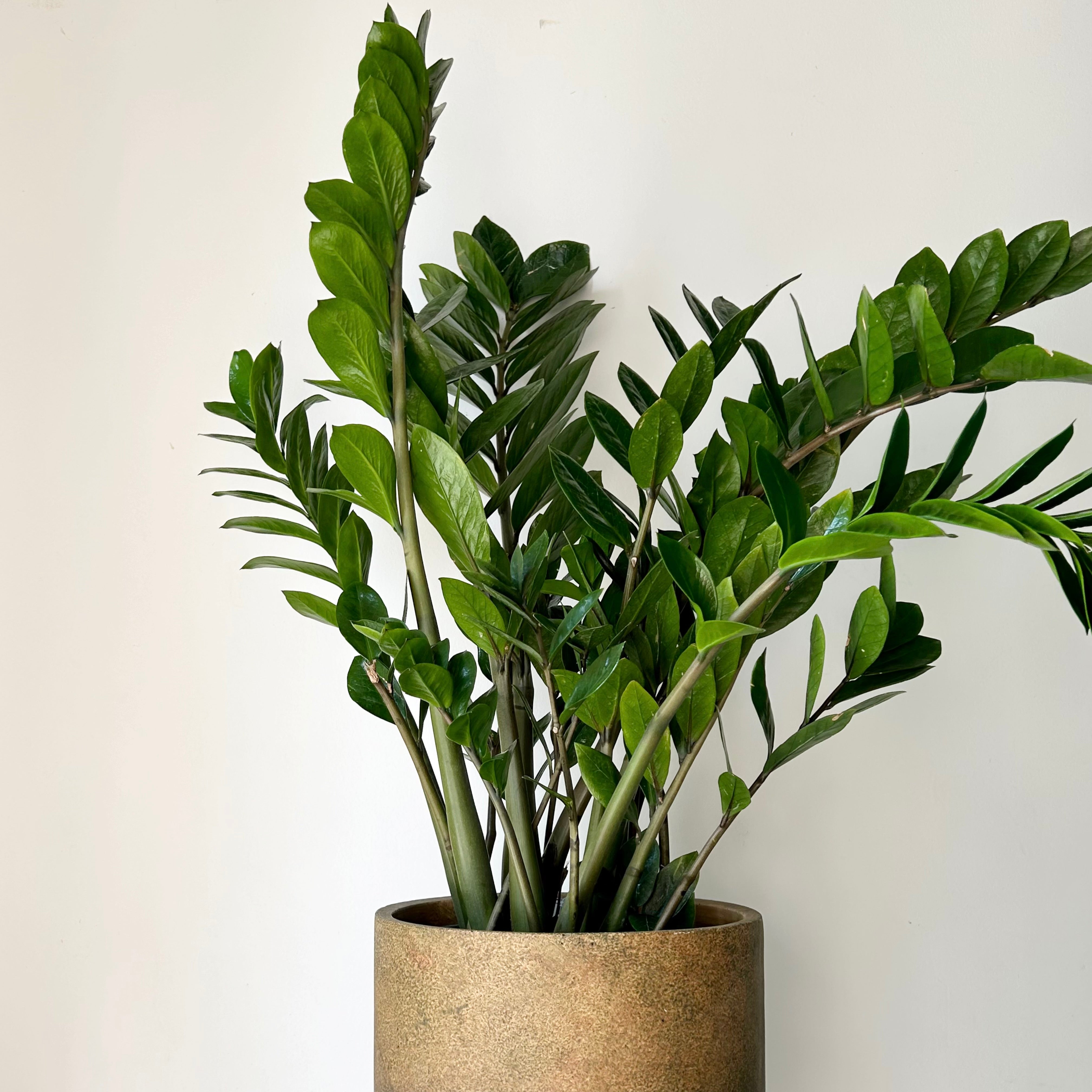 ZZ Plant (Zamioculcas Zamiifolia) approximately 2.5ft tall in 8” pot