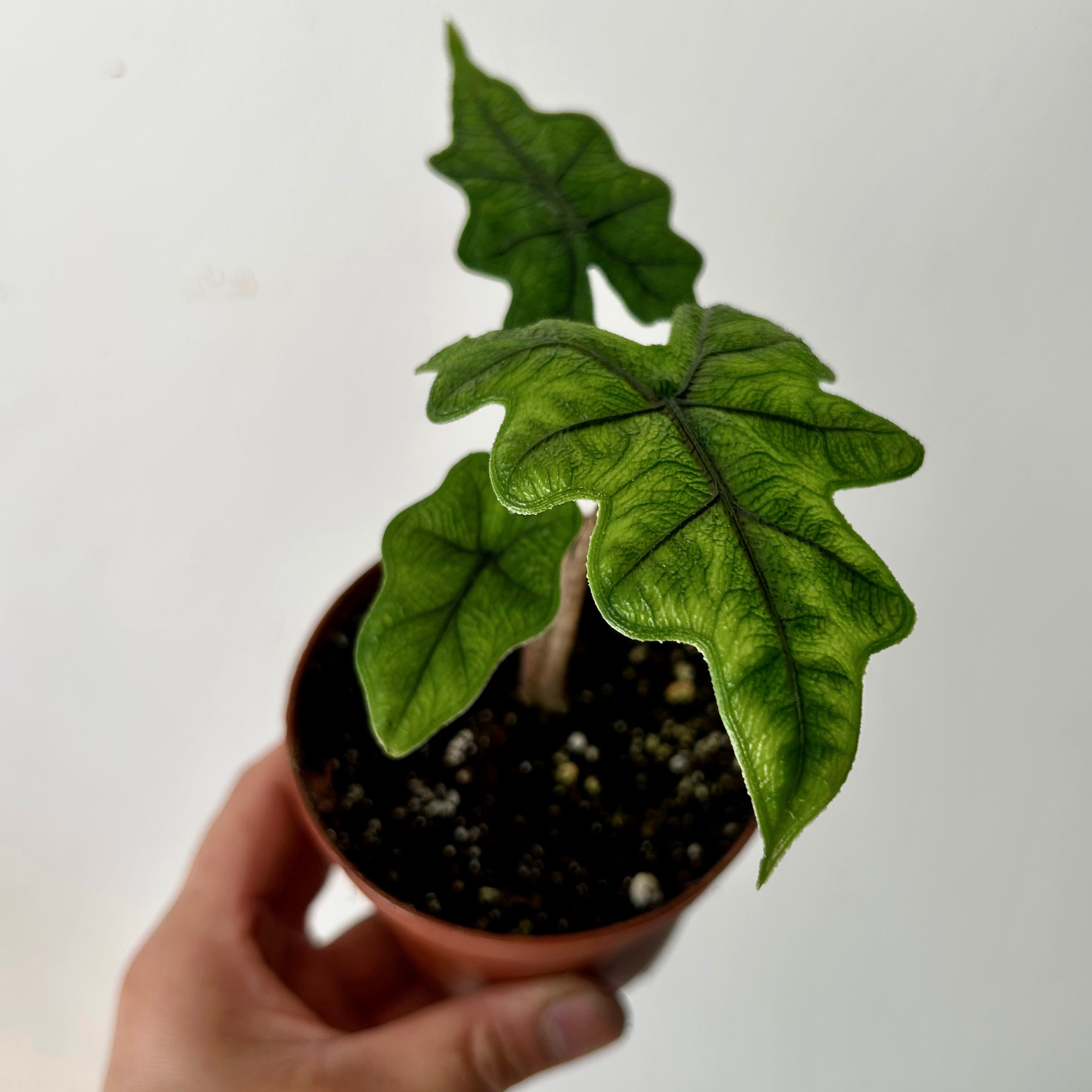 Alocasia Tandurusa "Jaclyn” 3.5”pot