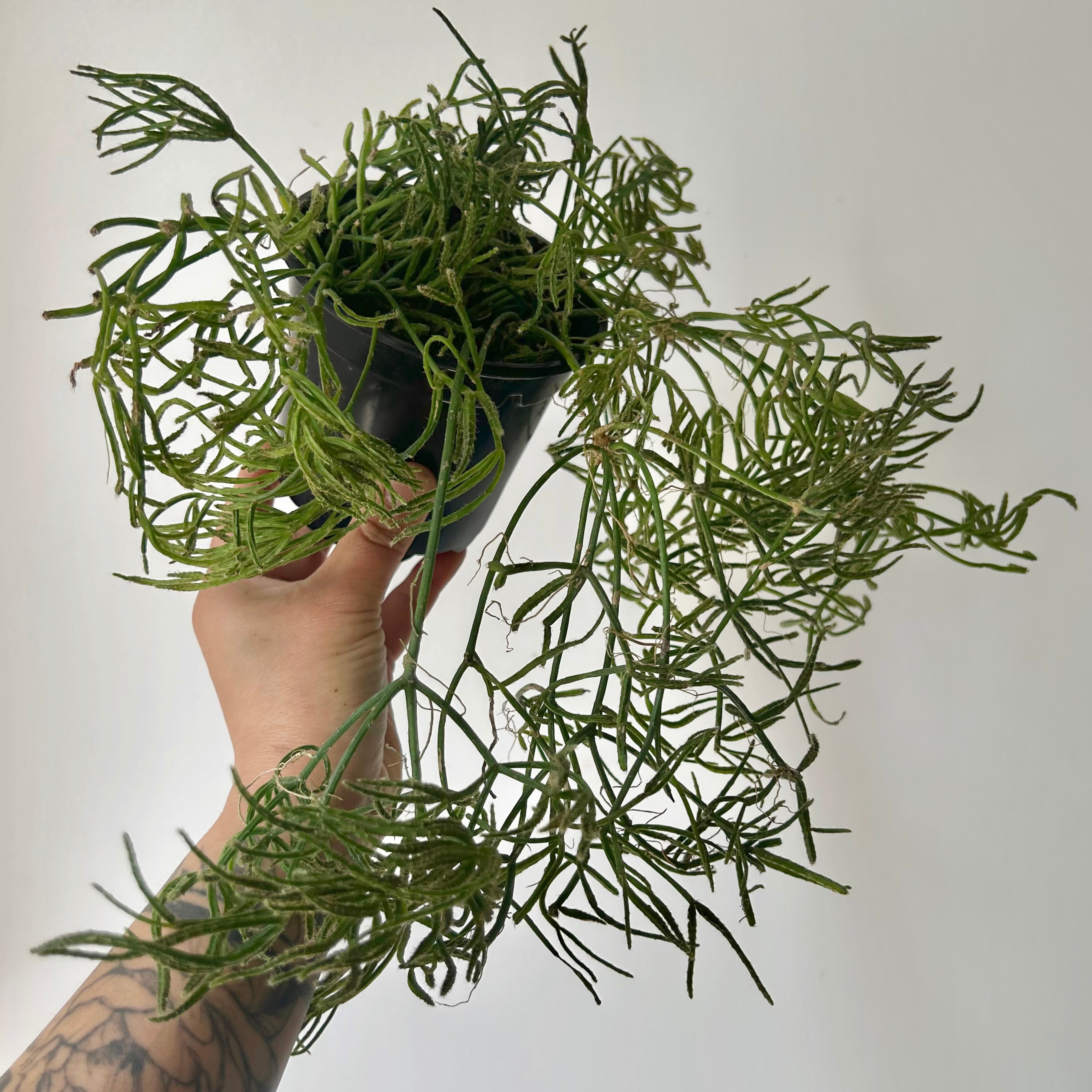 Rhipsalis prismatica 4” pot