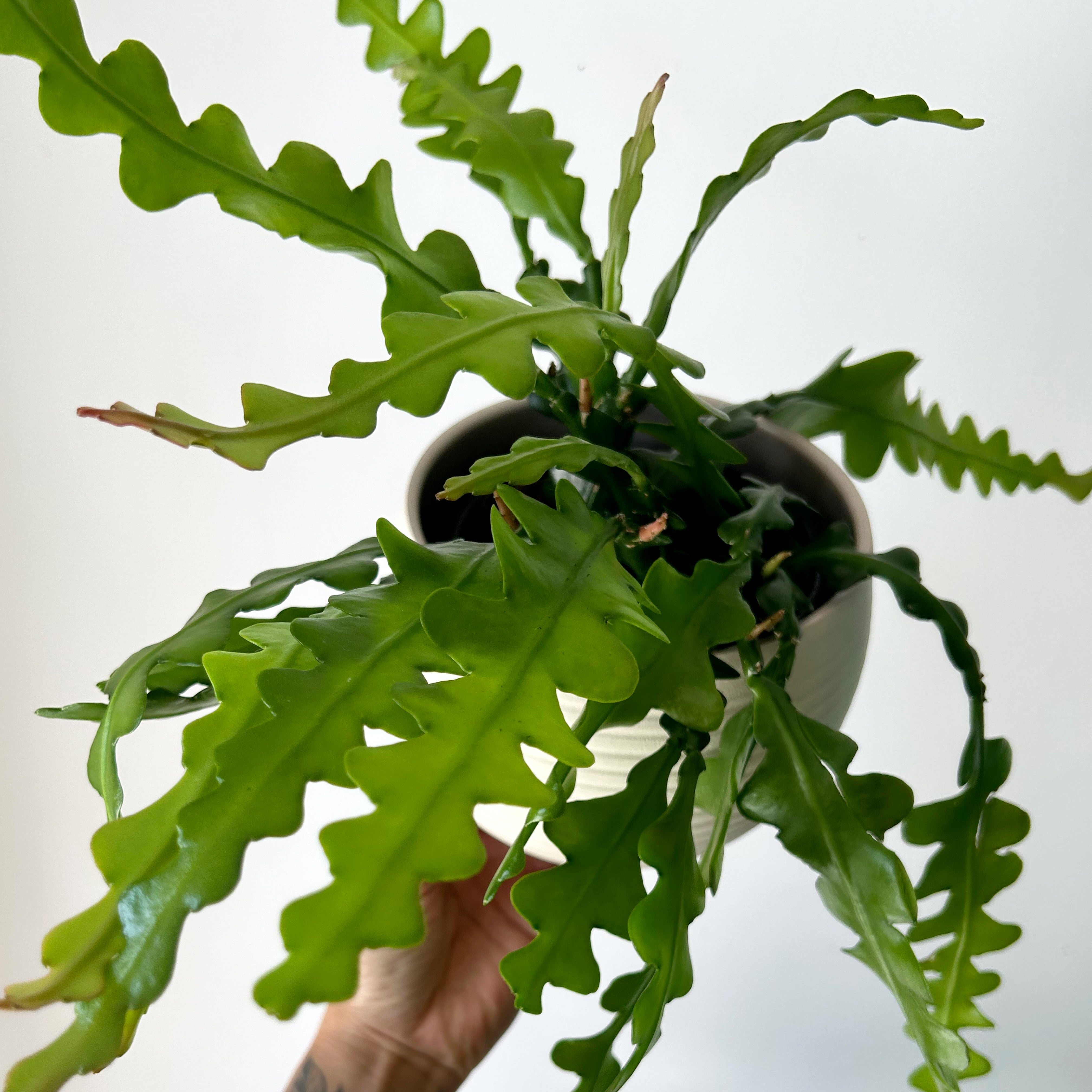 Fishbone Cactus (Epiphyllum anguliger) 5” pot