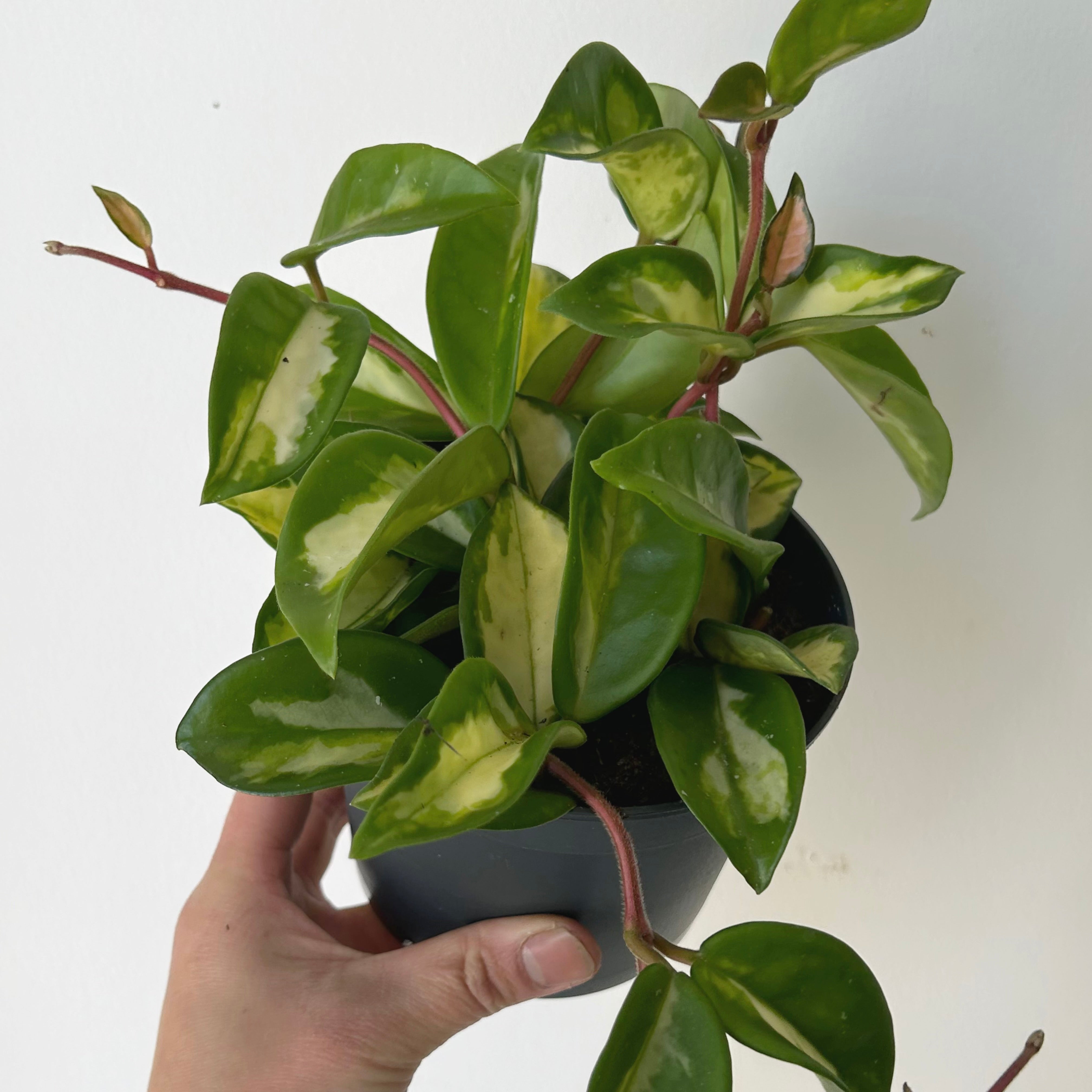 Hoya Tricolour "Krimson Princess" 5”pot