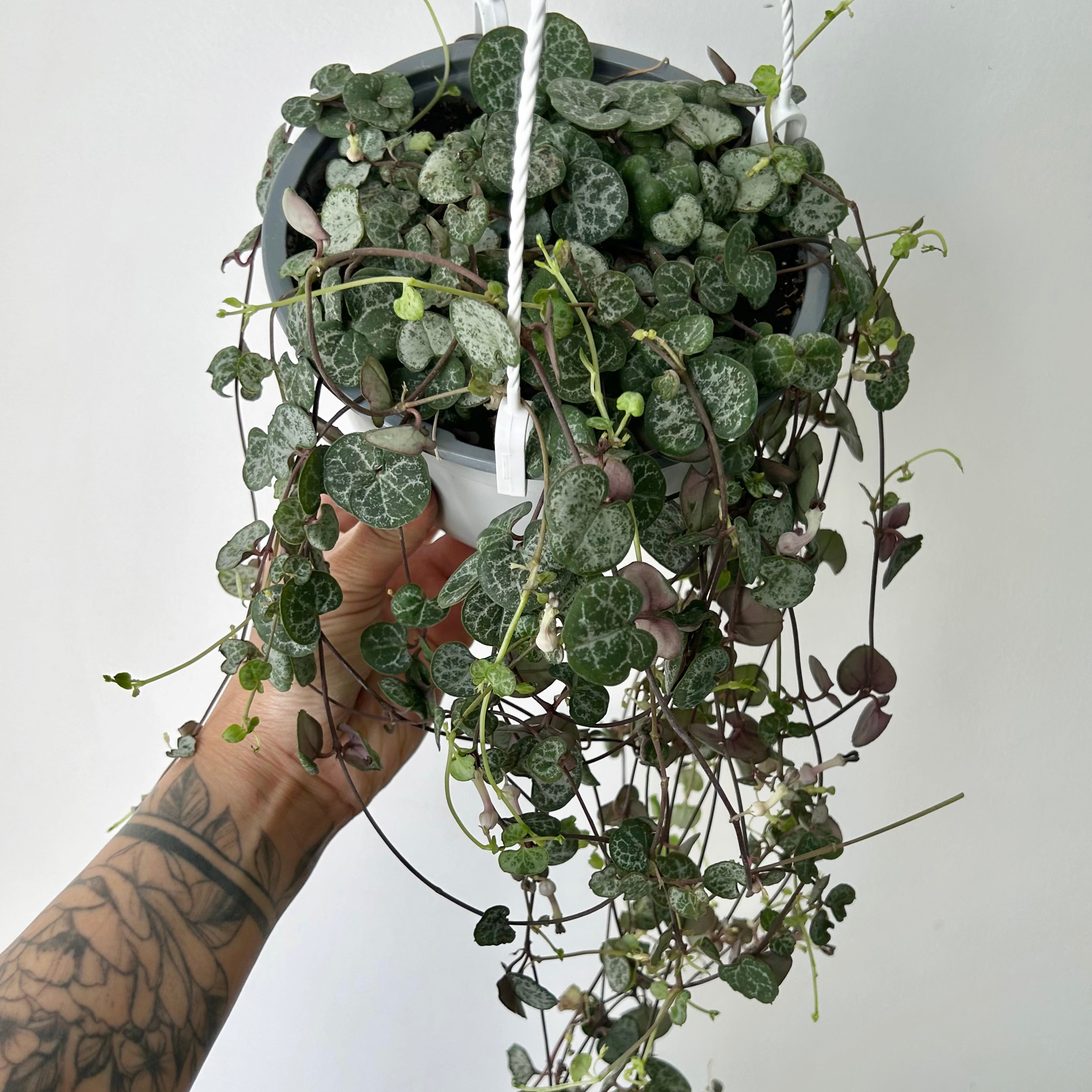 String of Hearts 6” hanging basket
