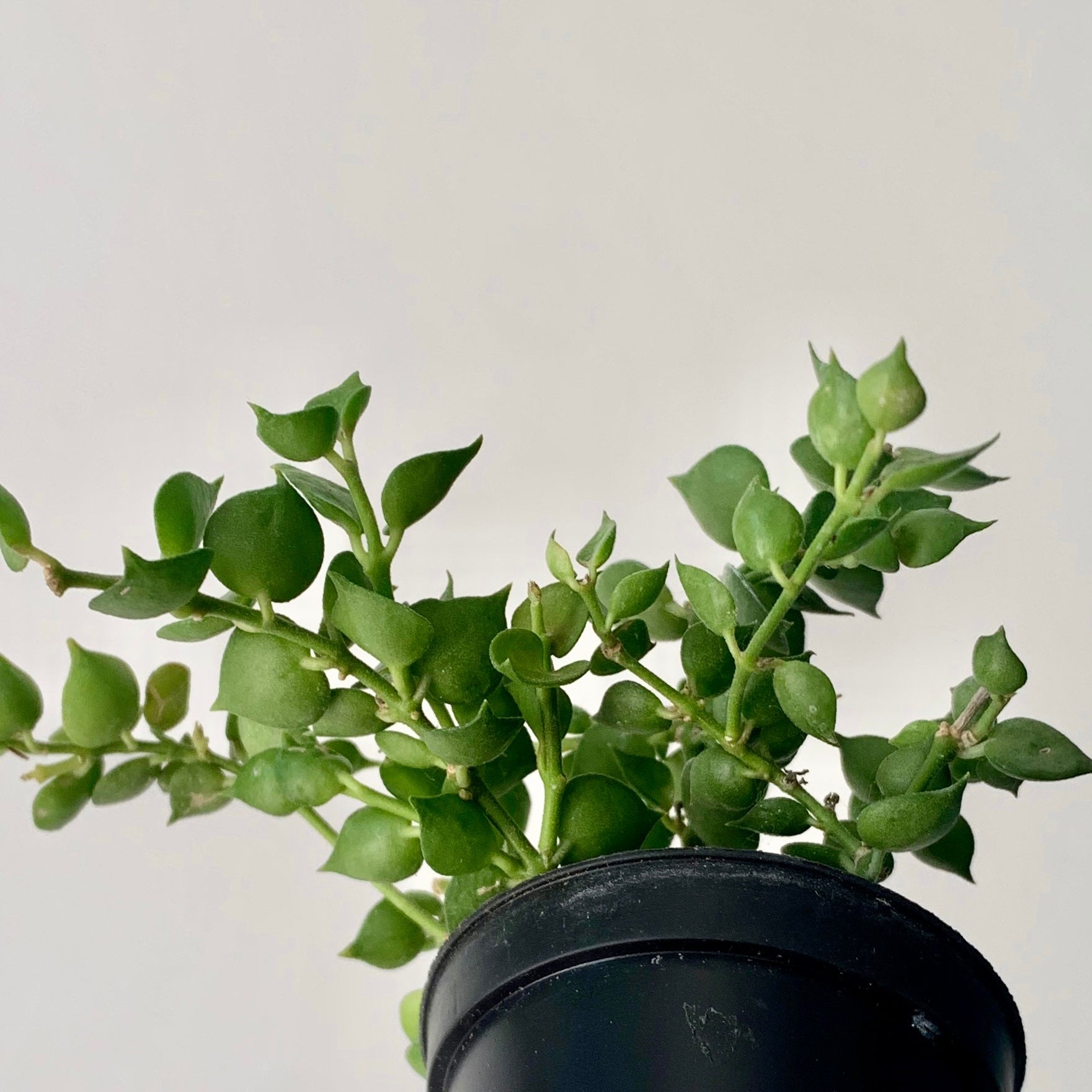 Dischidia “Million Hearts” Ruscifolia 2.5"pot