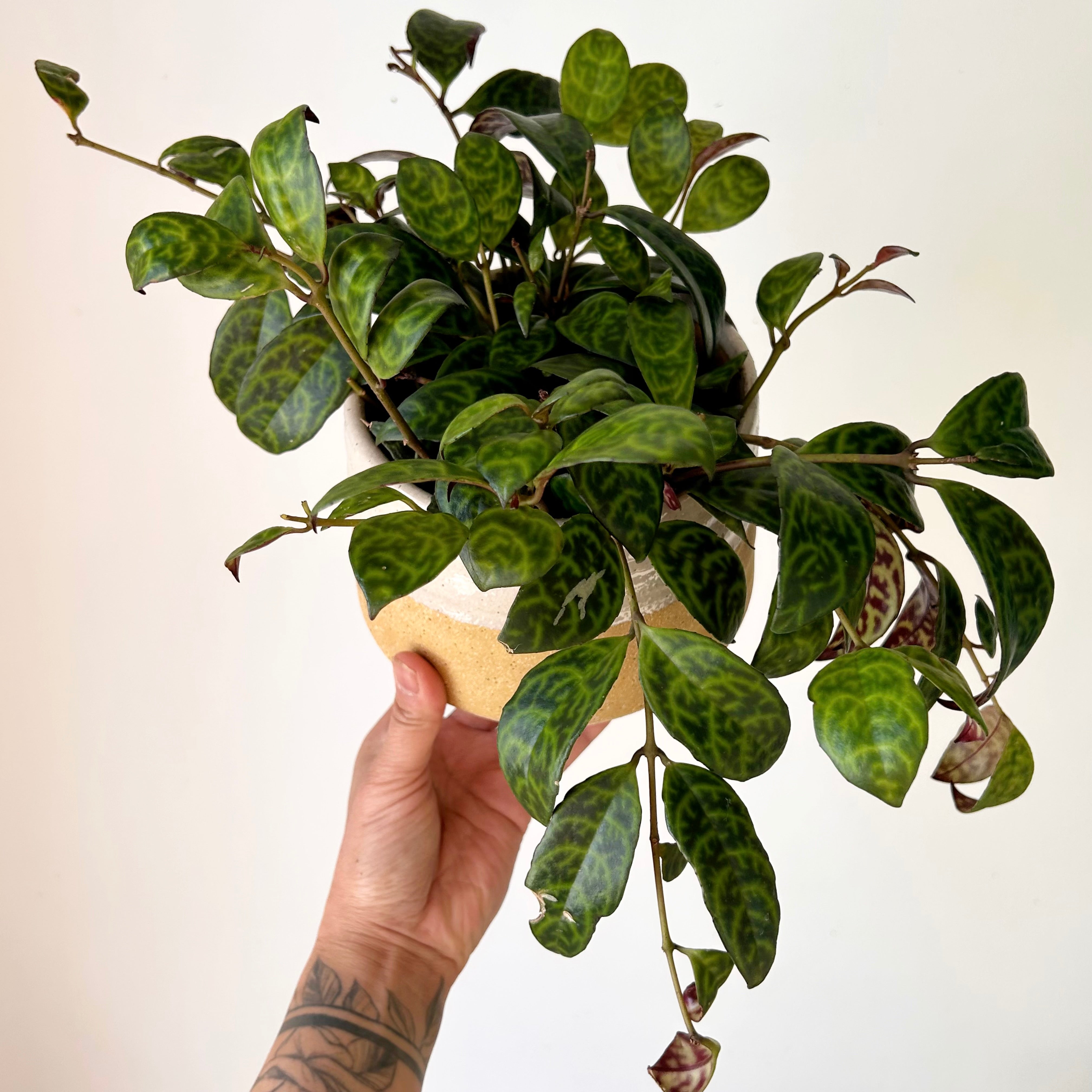 Black Pagoda Lipstick Plant (Aeschynanthus longicaulis) 5”pot