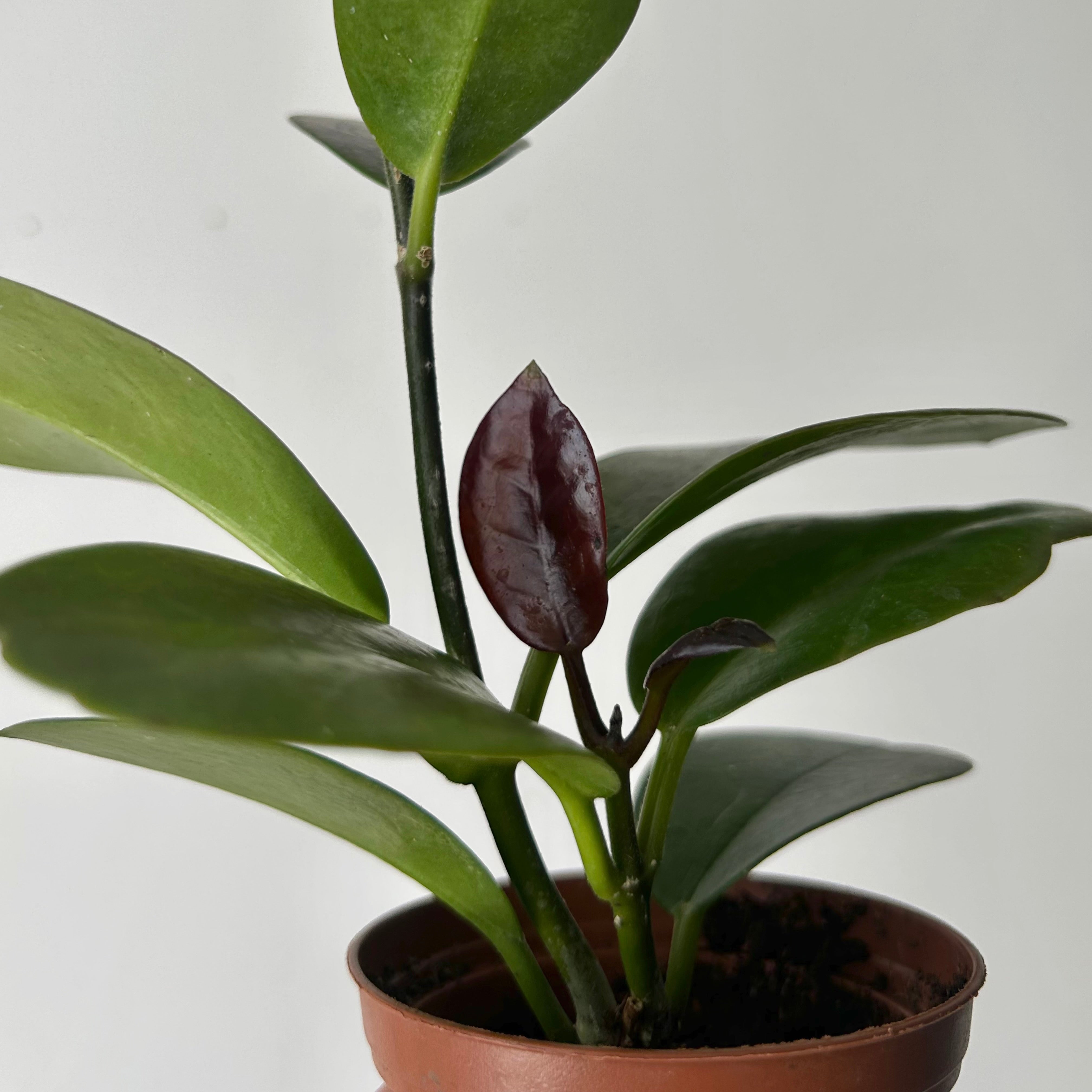 Hoya Australis 2.5”pot