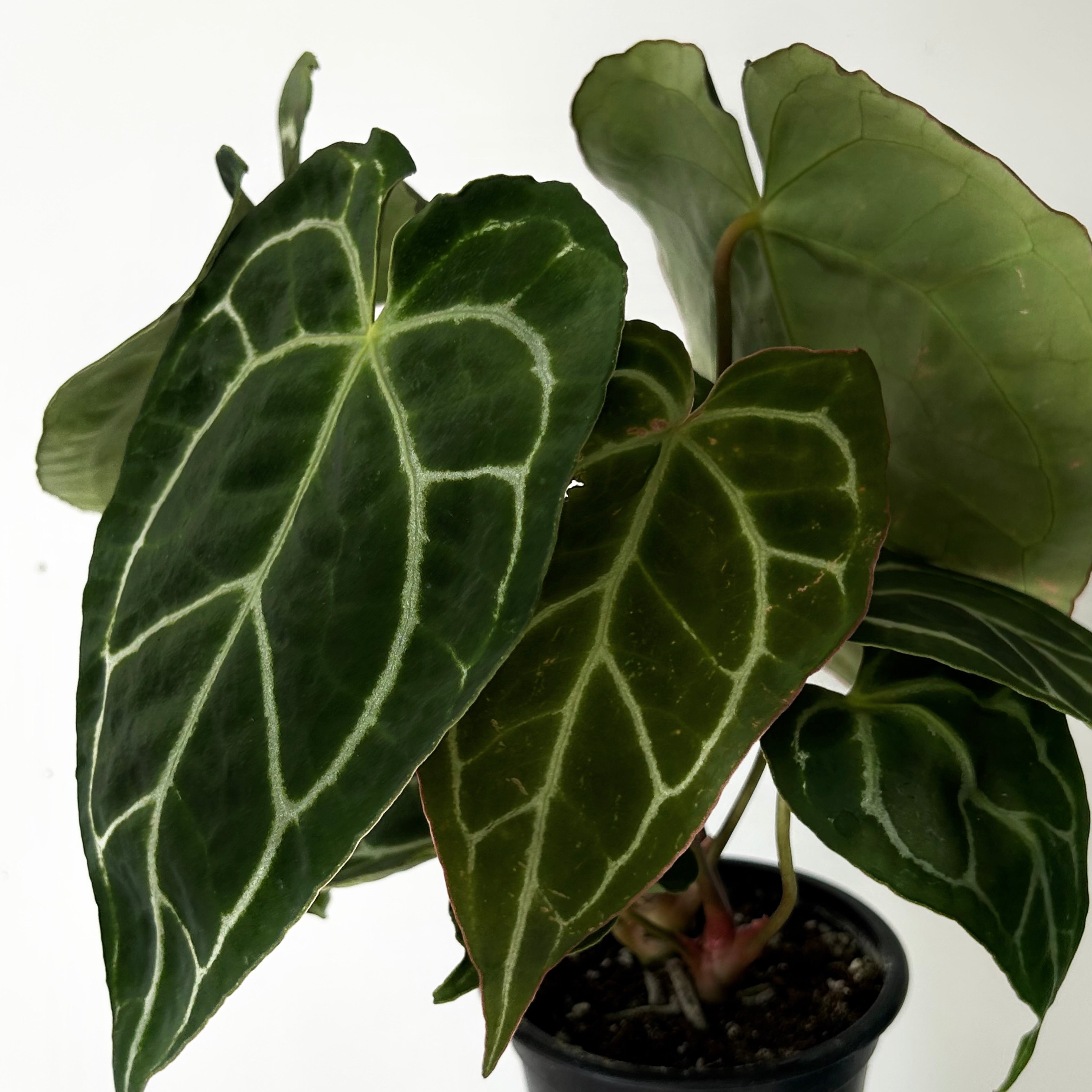 Anthurium crystallinum 4”pot