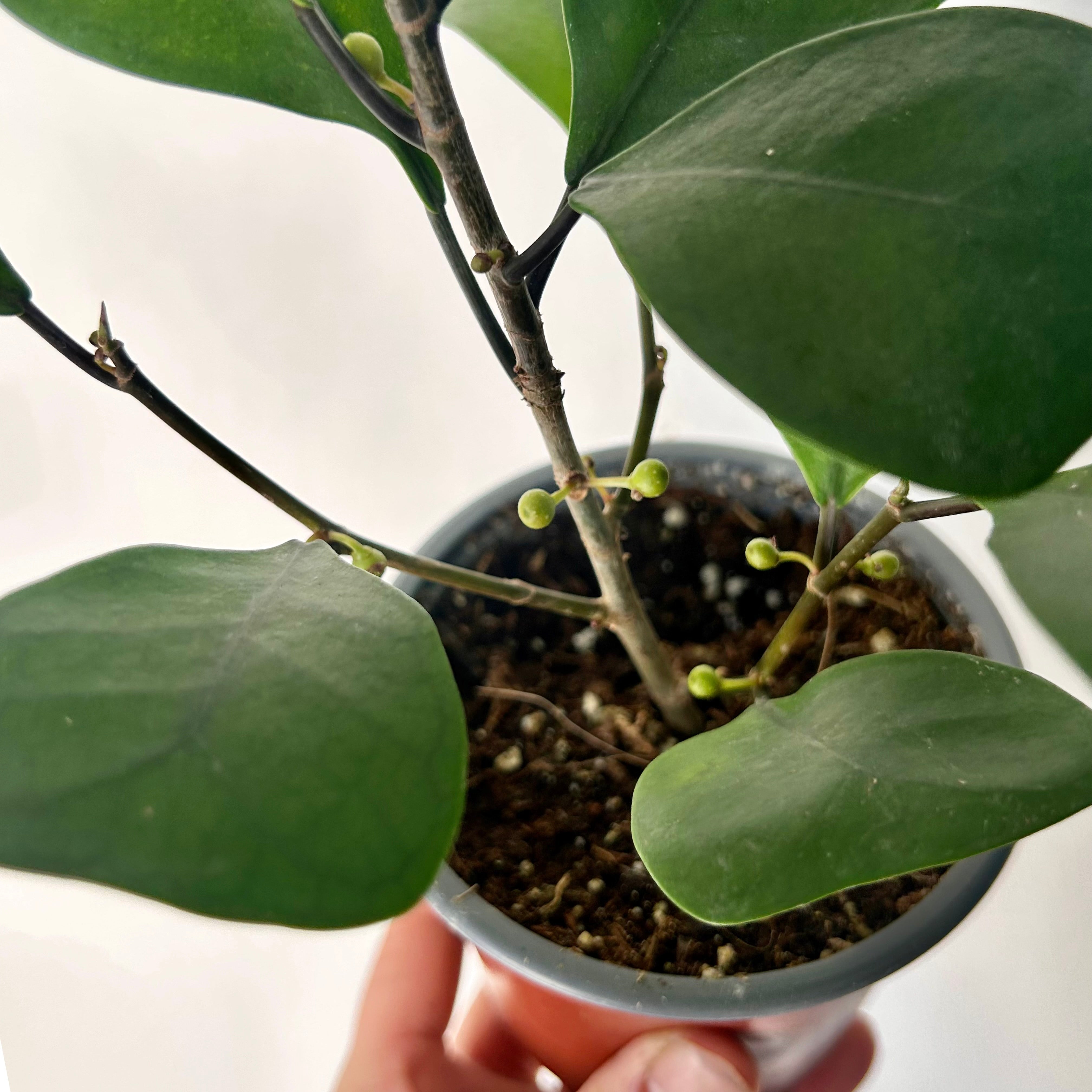 Natal Fig (Ficus natalensis) 4” pot