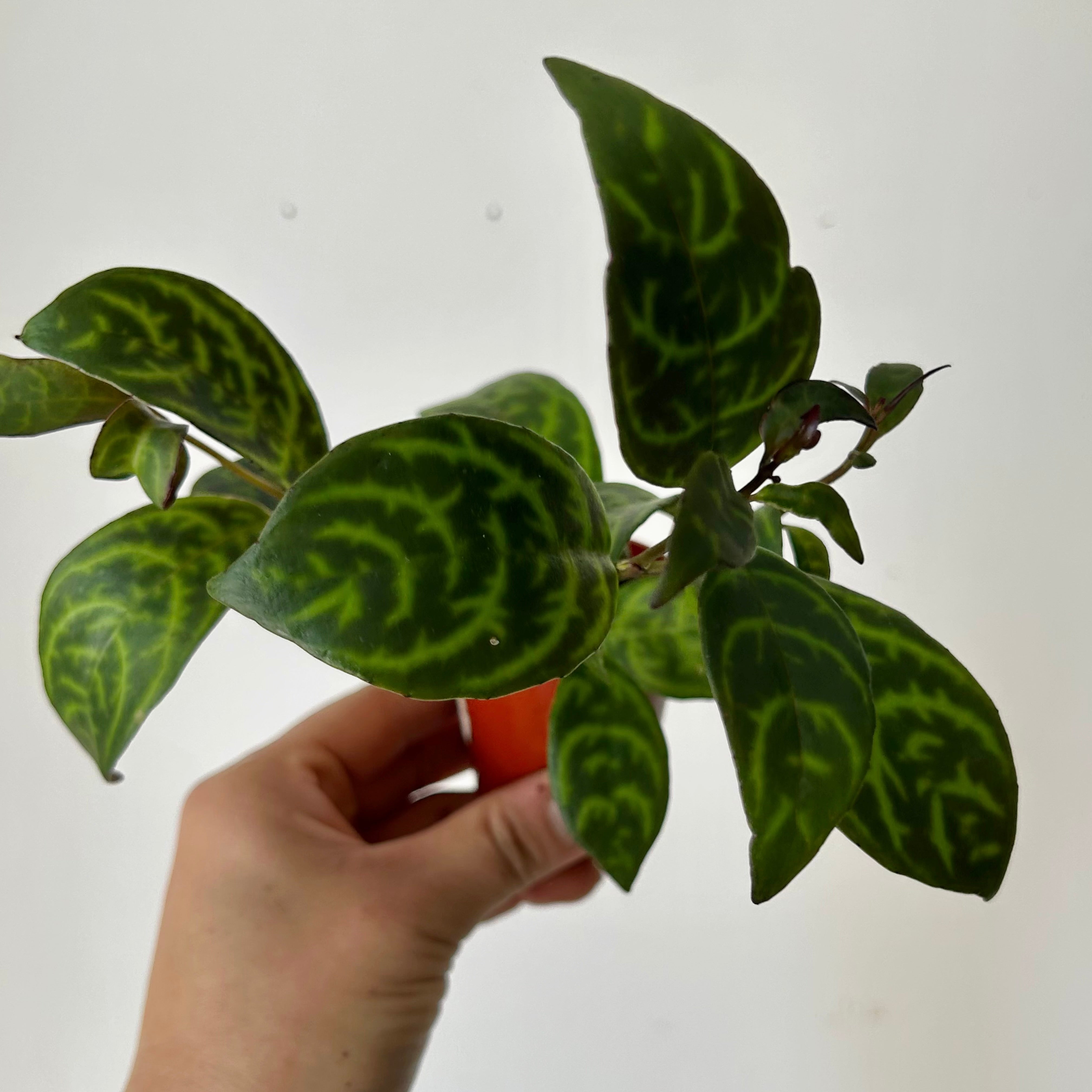 Black Pagoda Lipstick Vine 2.5” pot