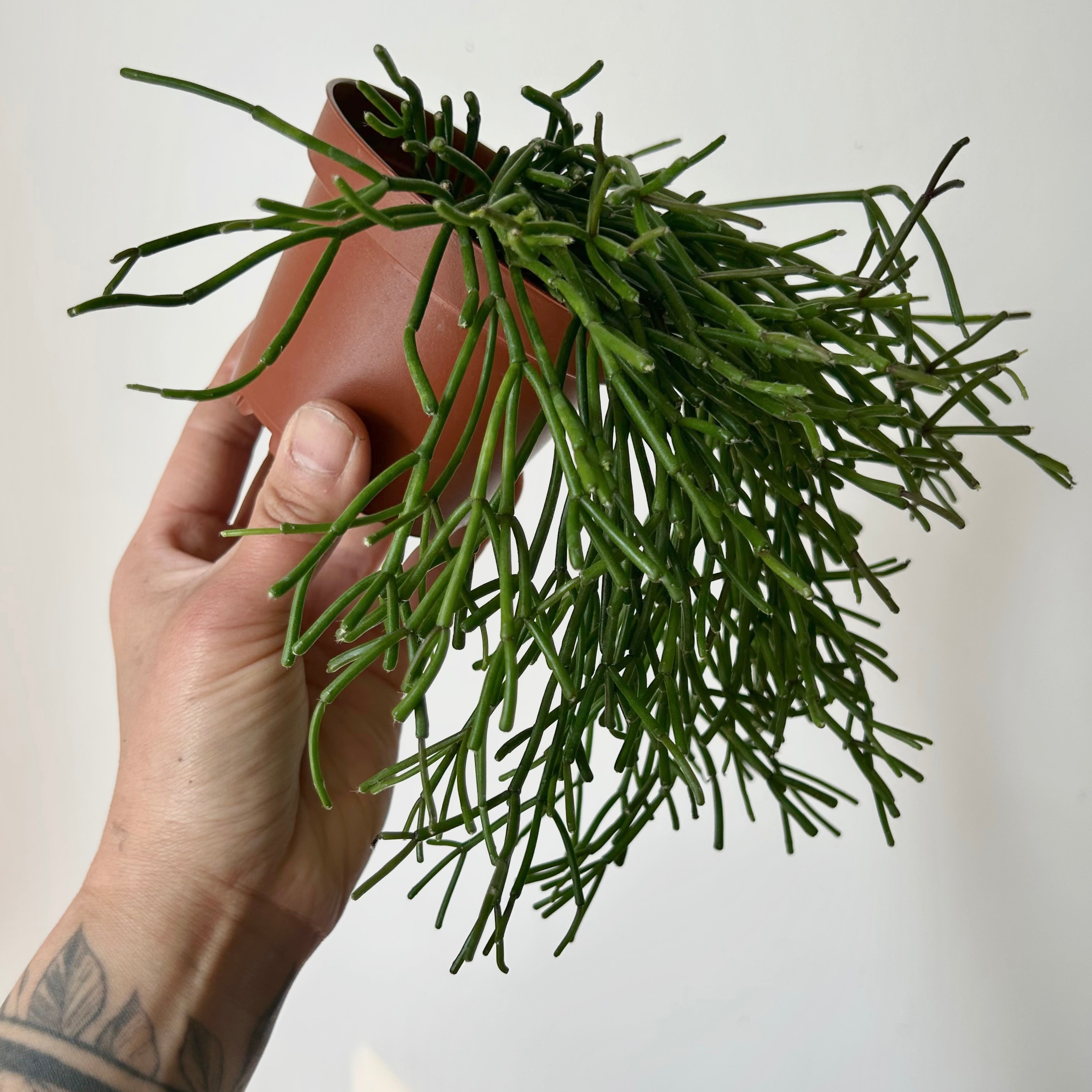 Rhipsalis clavata 3.5”pot