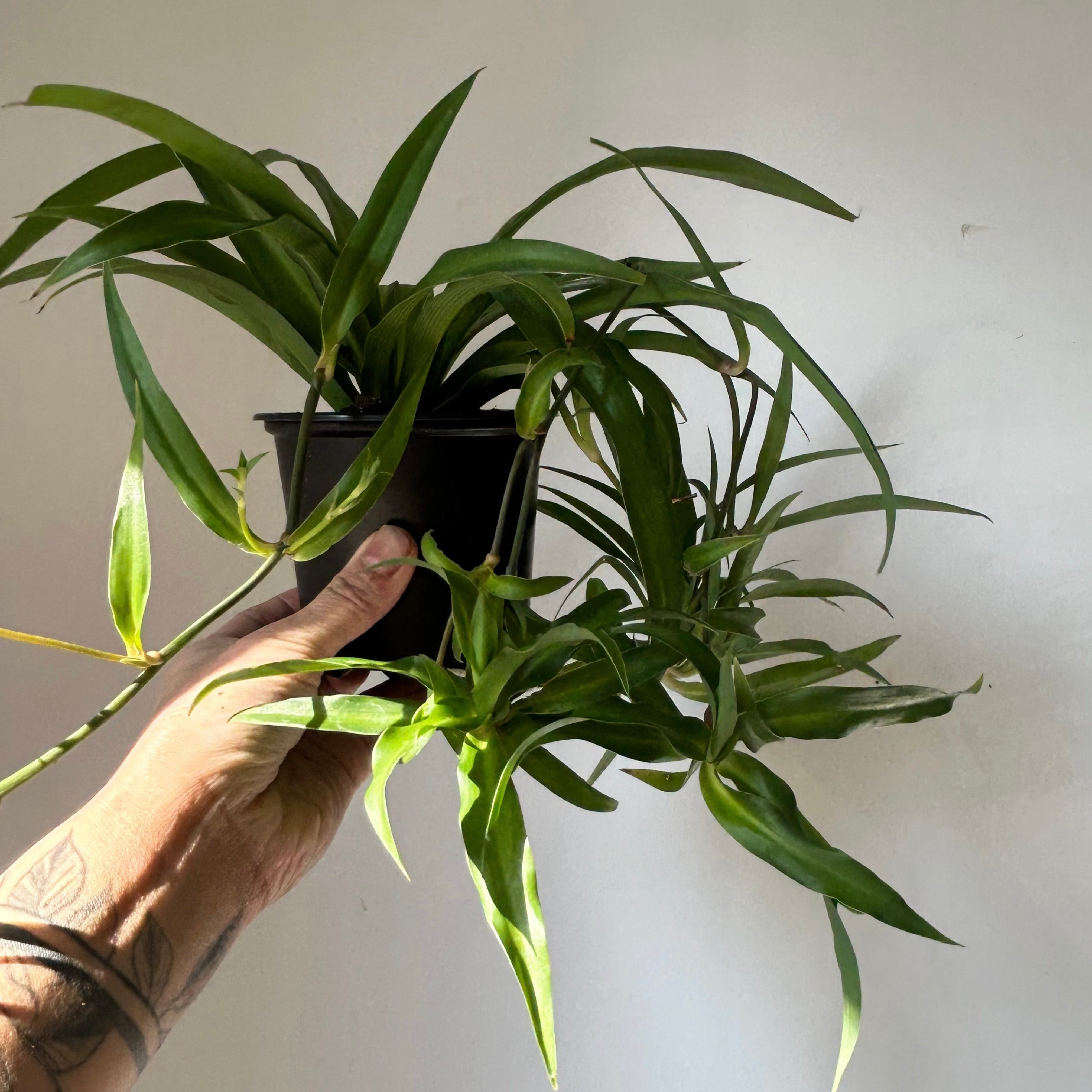 Green Spider Plant (chlorophytum comosum) 5” pot
