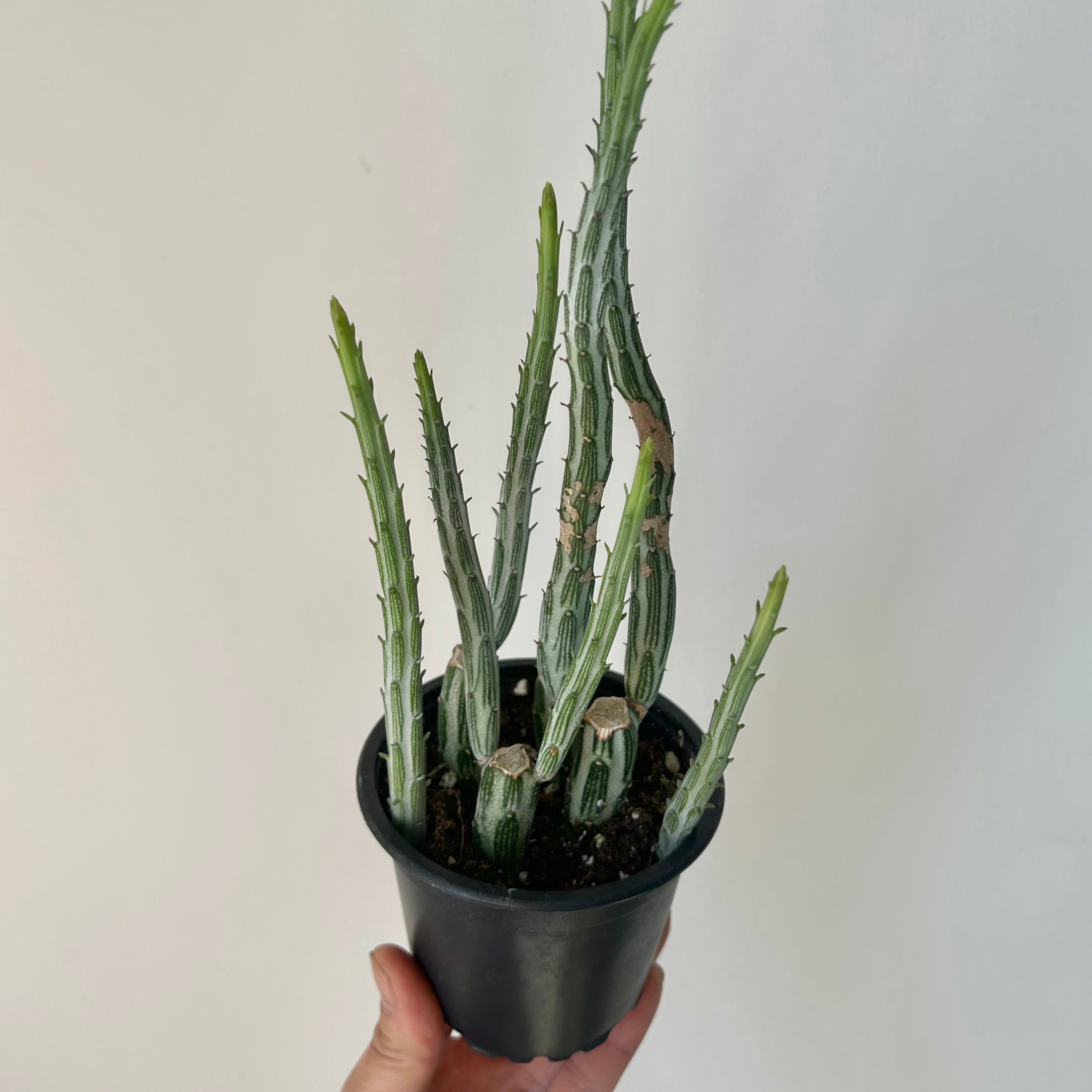 Senecio Stapeliiformis 3.5”pot