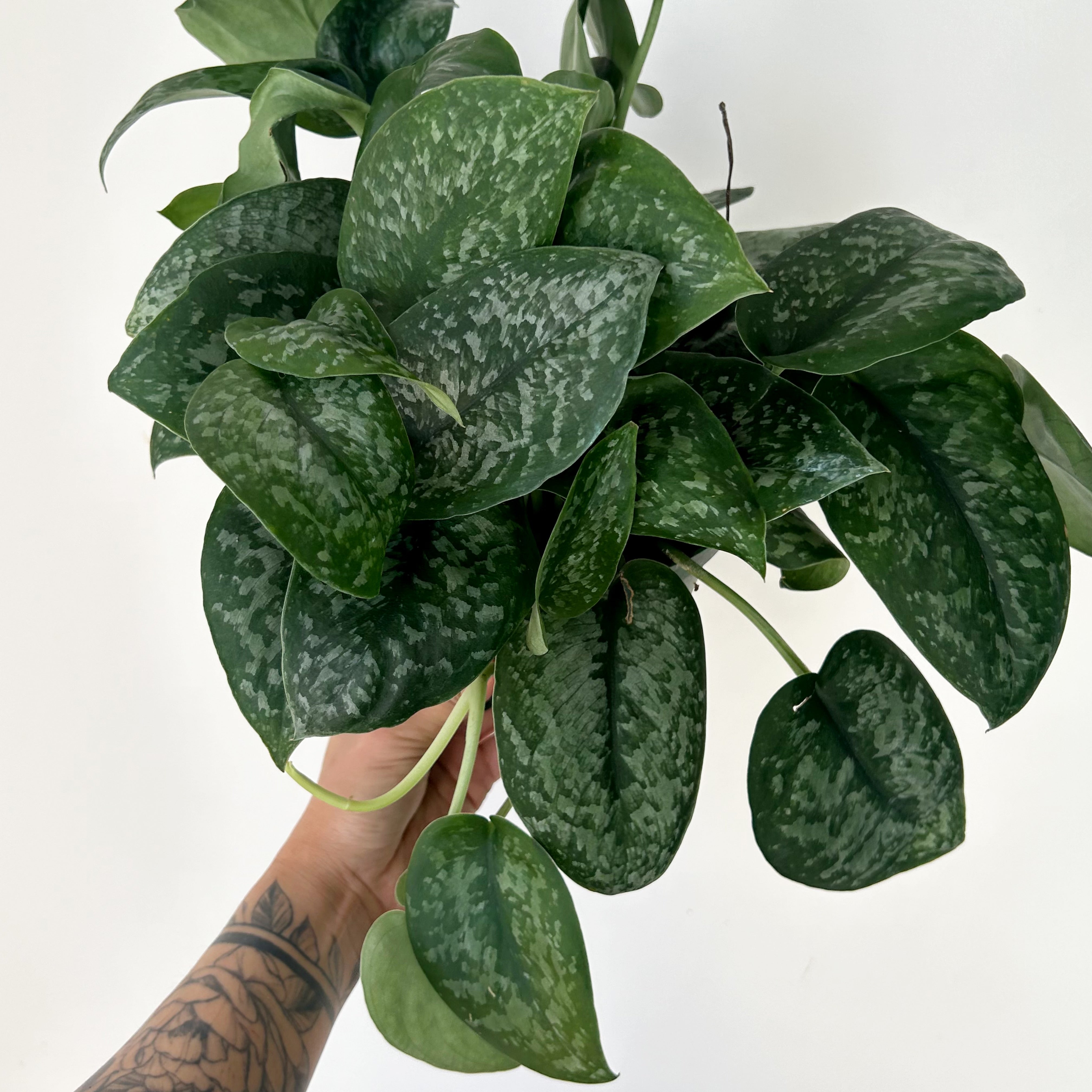 Scindapsus “Silver Splash” 6” pot