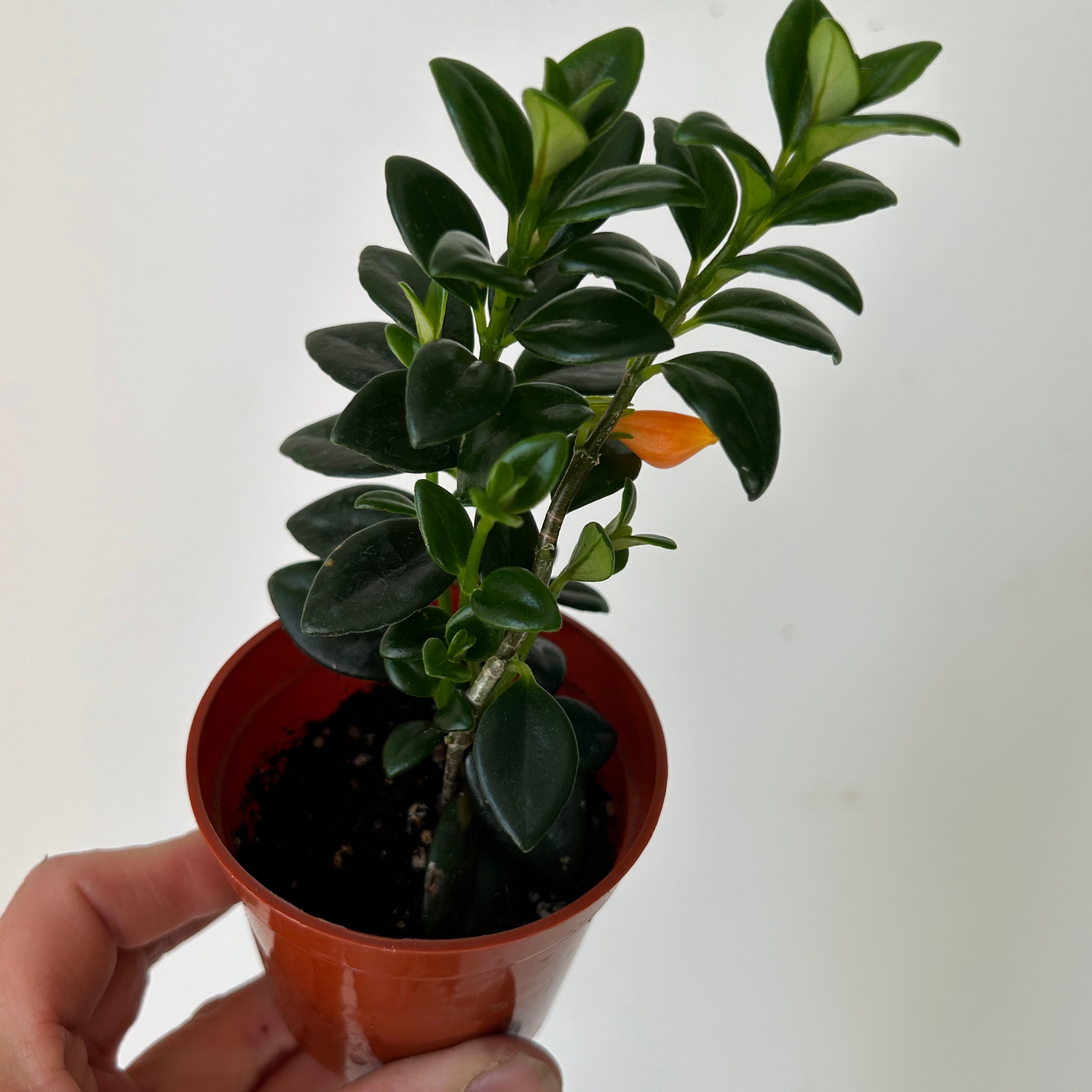 Goldfish Plant (Nematanthus) 2.5”pot