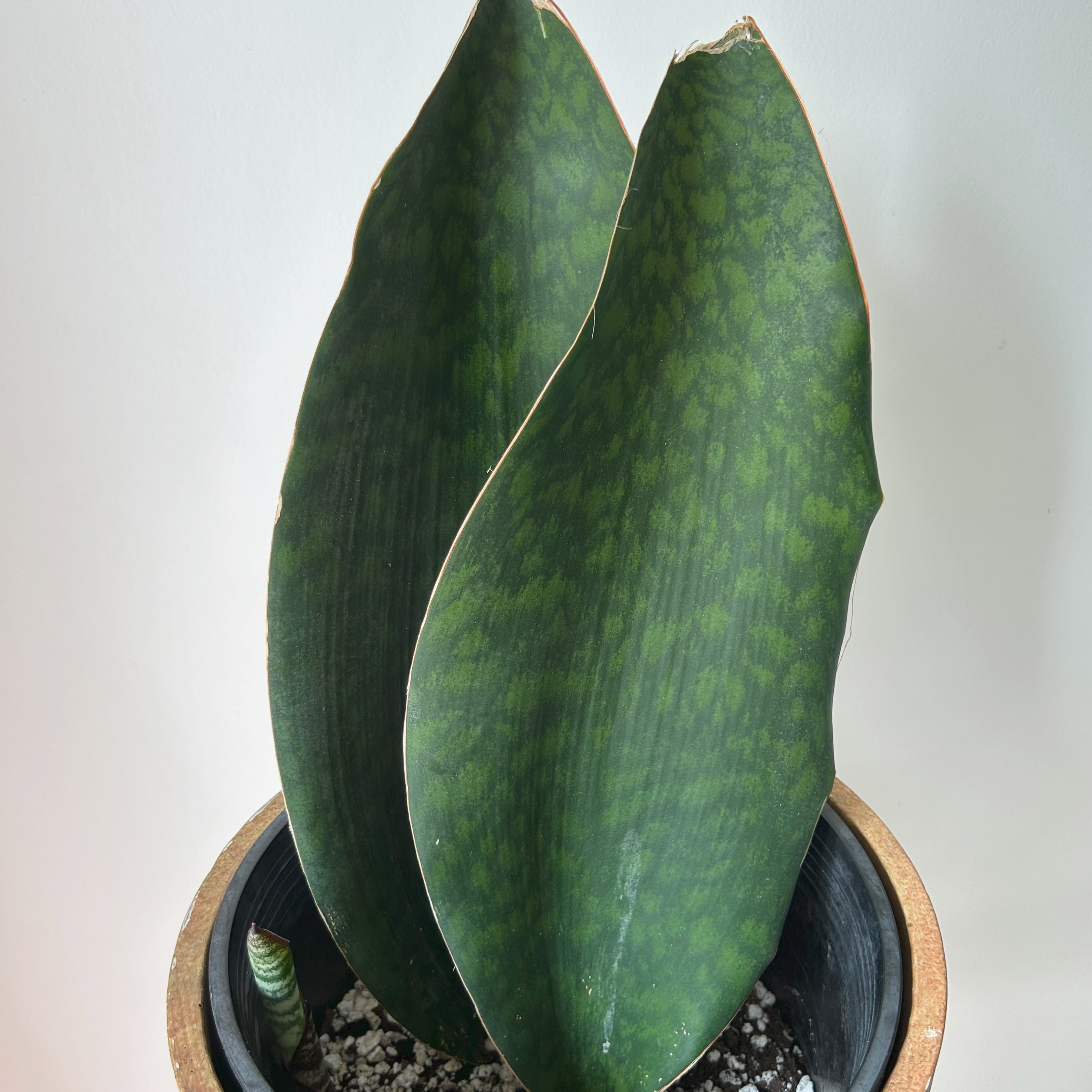 Sansevieria “Whale Fin” in 10”pot