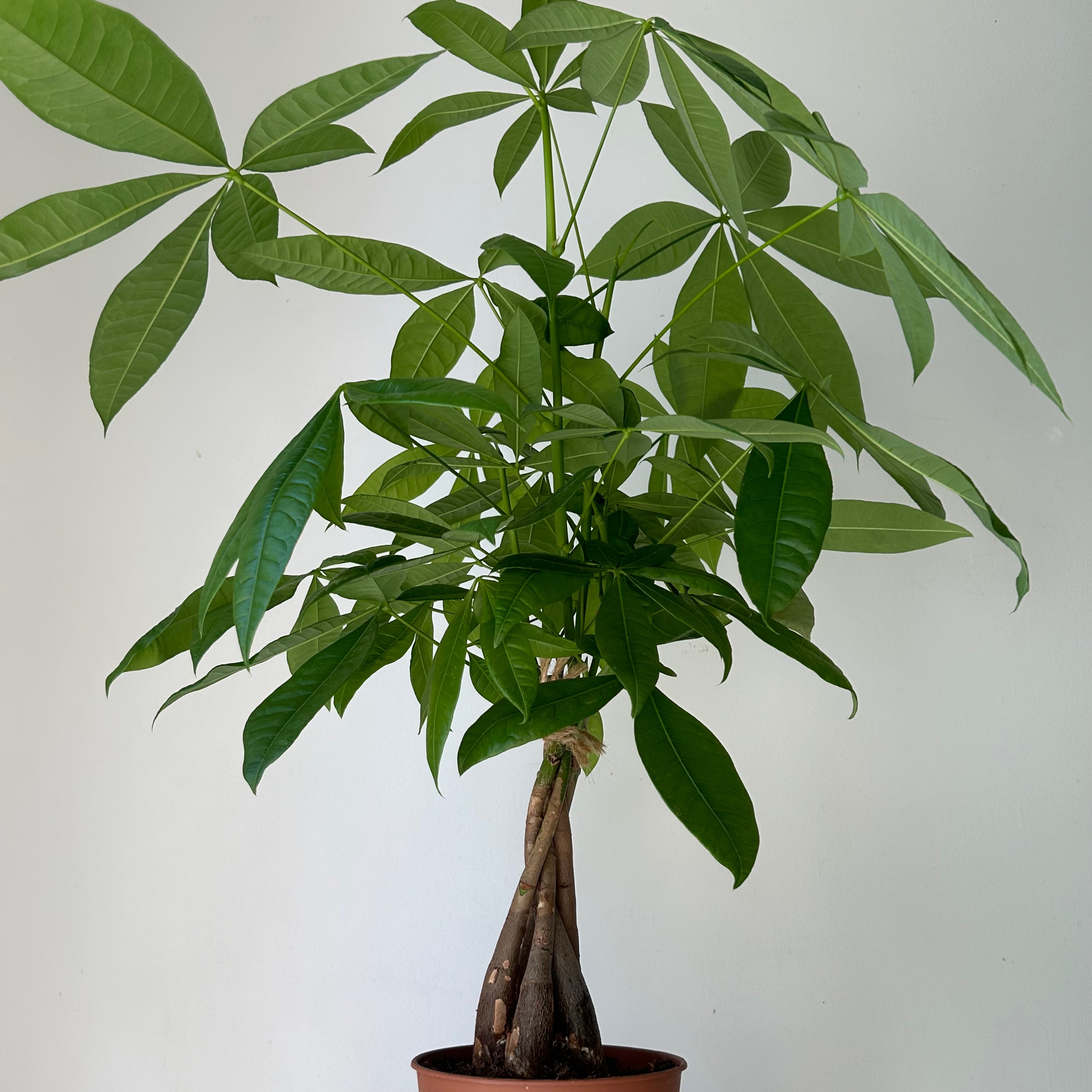 Money Tree (Pachira aquatica ) approximately 20 inches tall 5”pot
