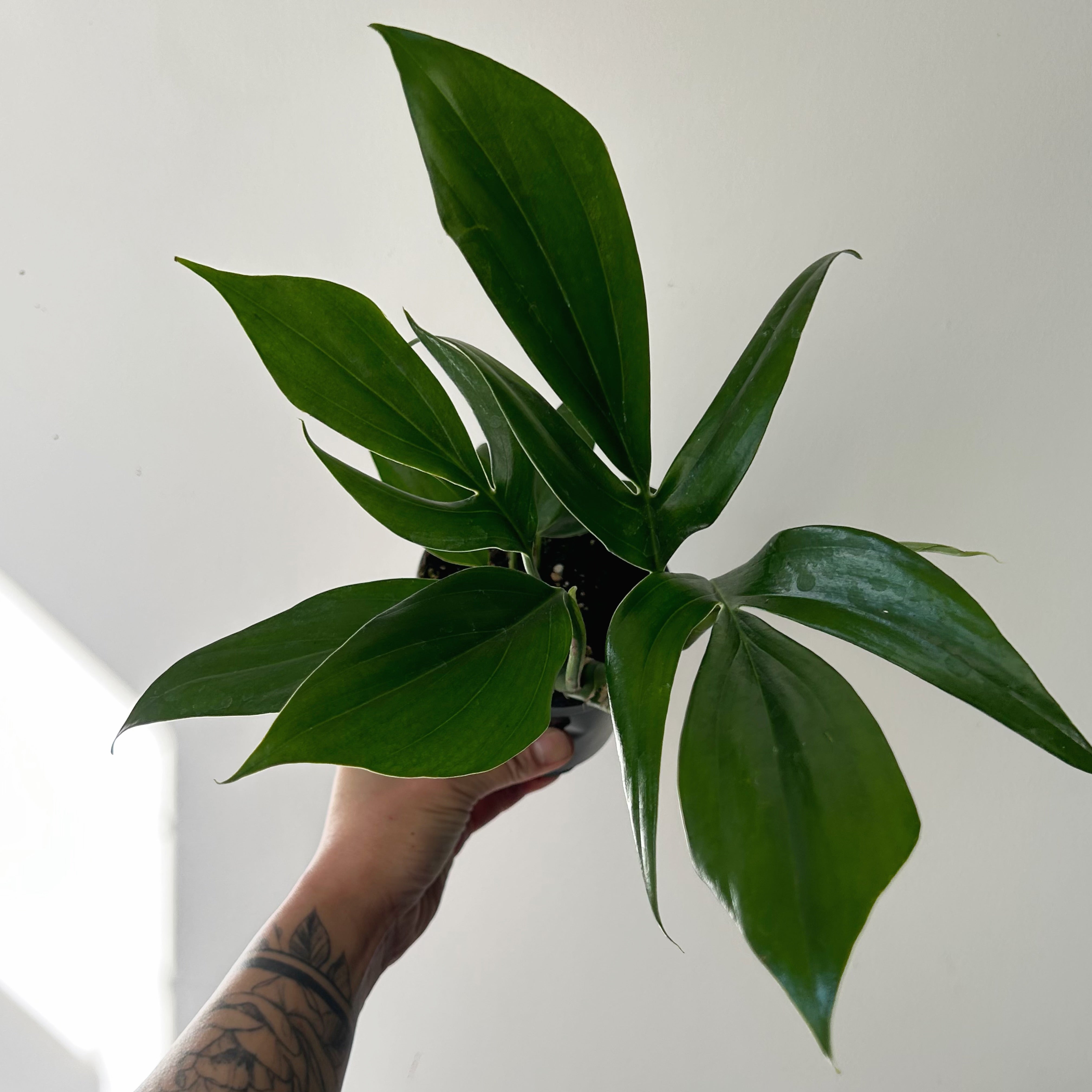 Dragon Tail Plant (Rhaphidophora Decursiva) 4” pot