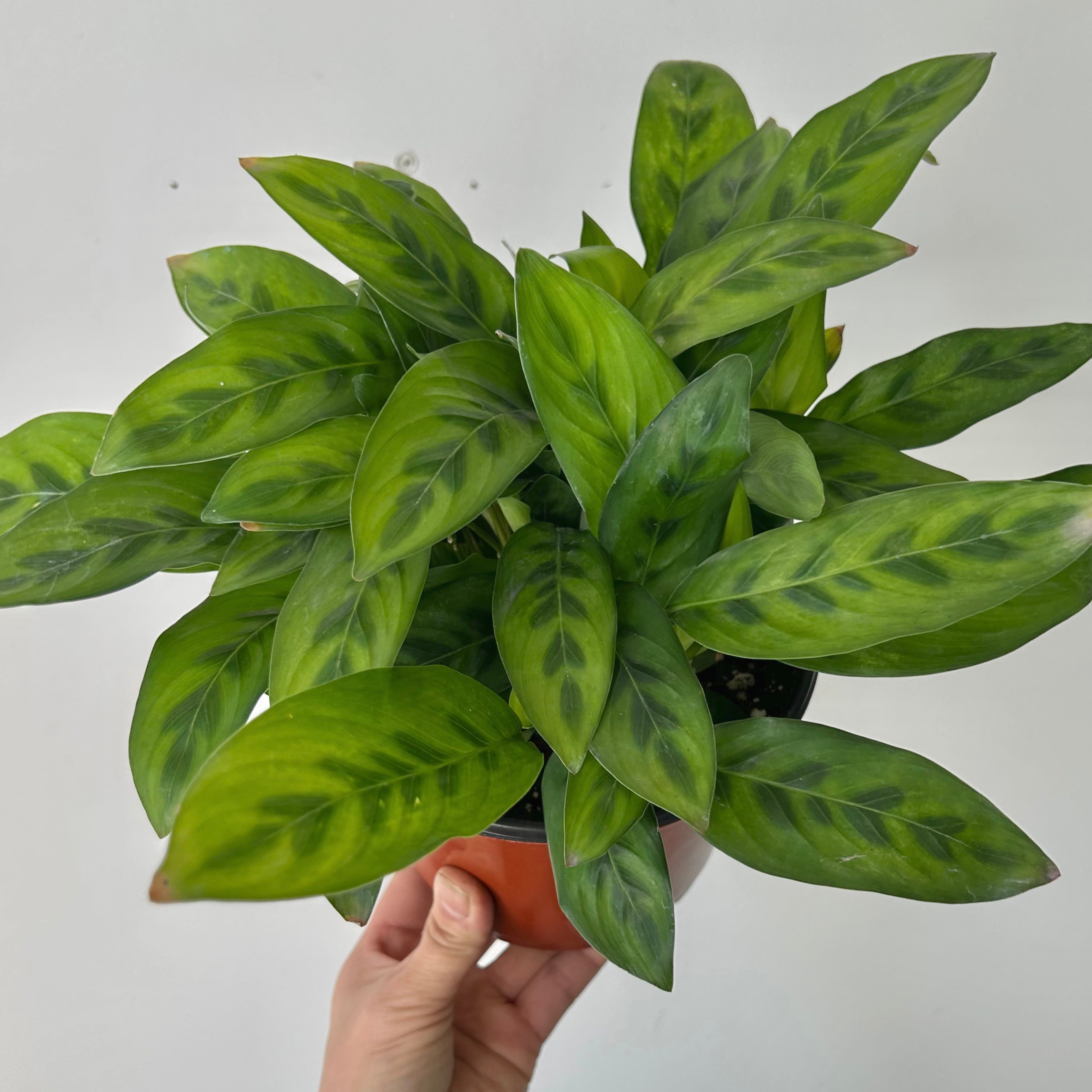Calathea Leopardina 6”pot