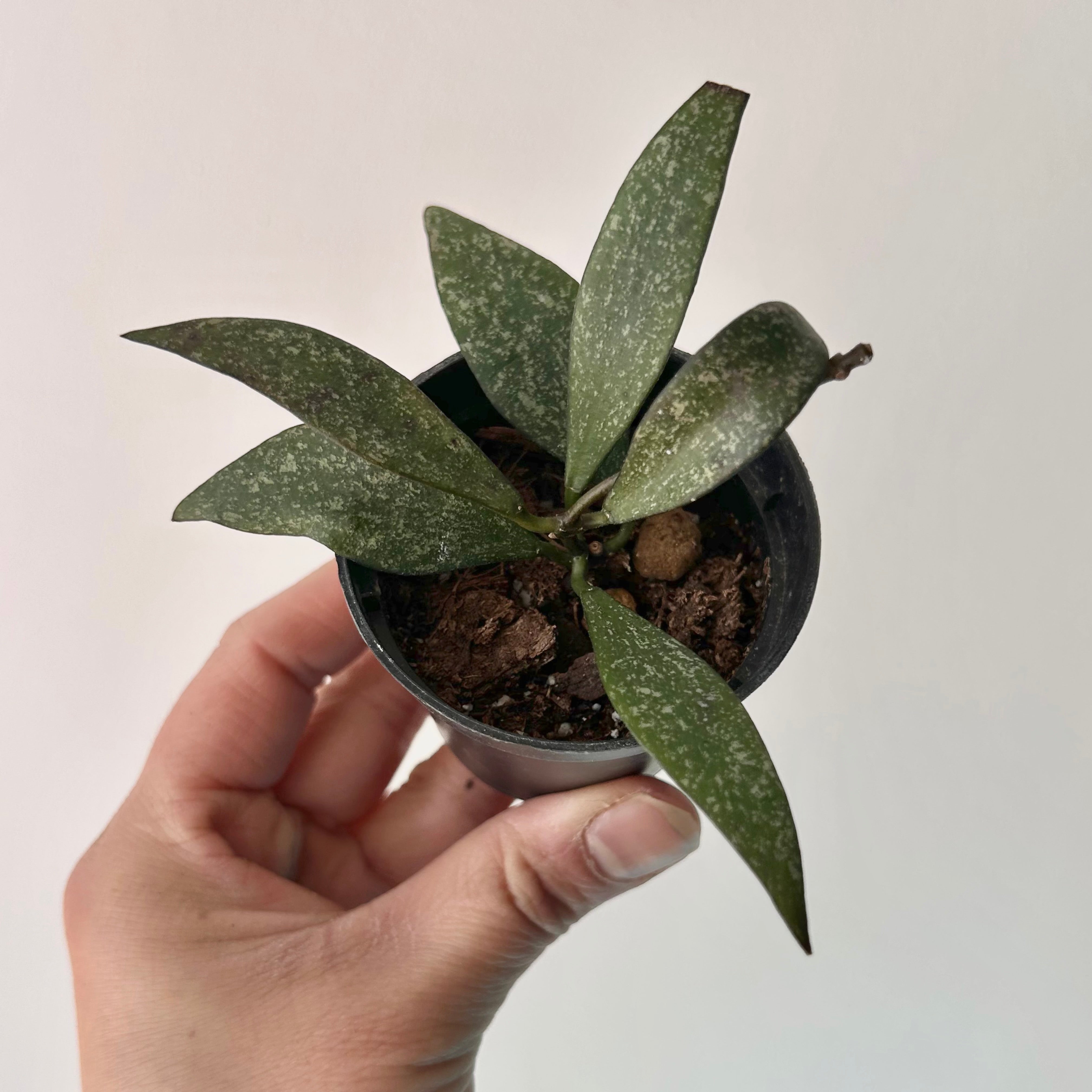 Hoya parviflora splash 2.5” pot