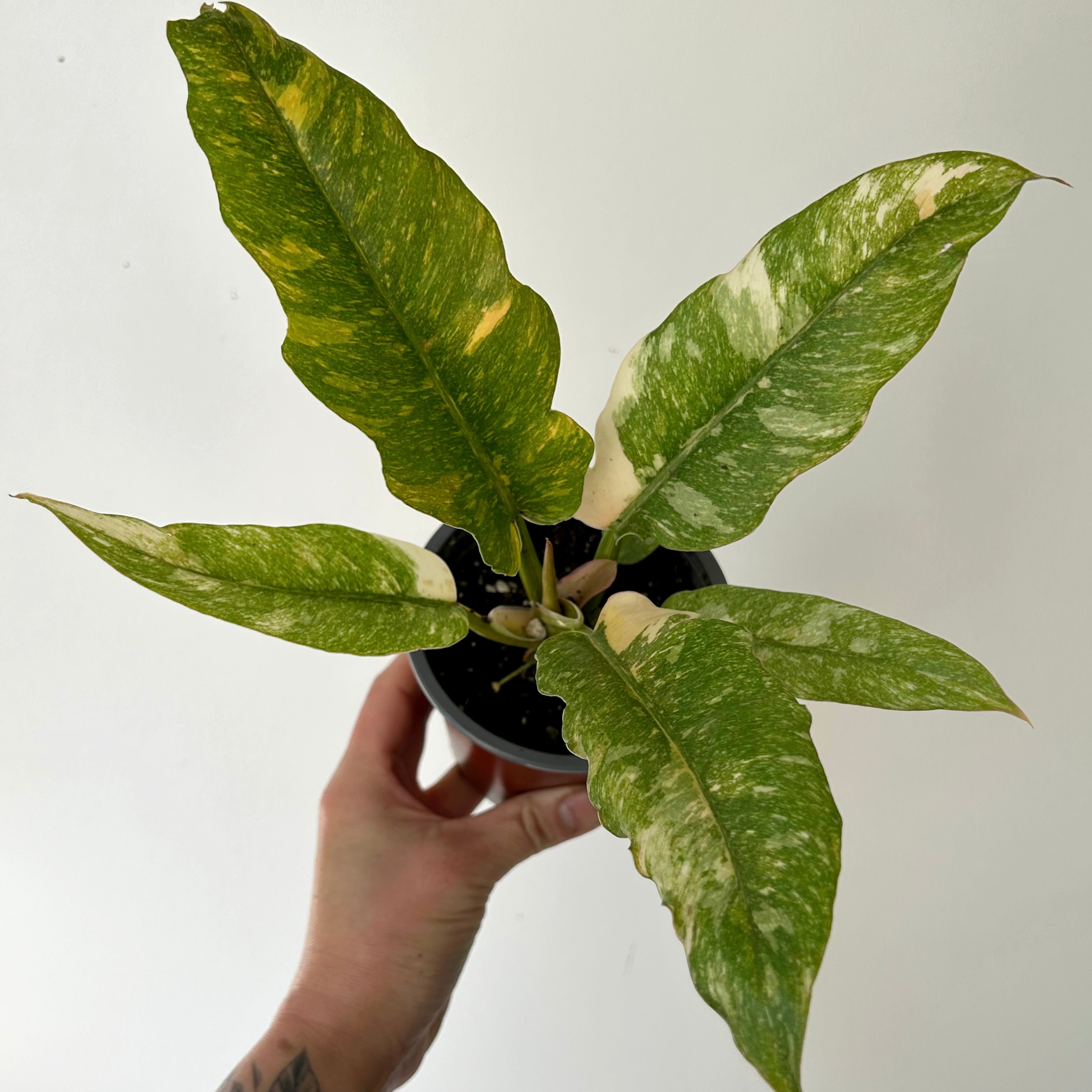 Philodendron "Ring of Fire" “ 4" pot
