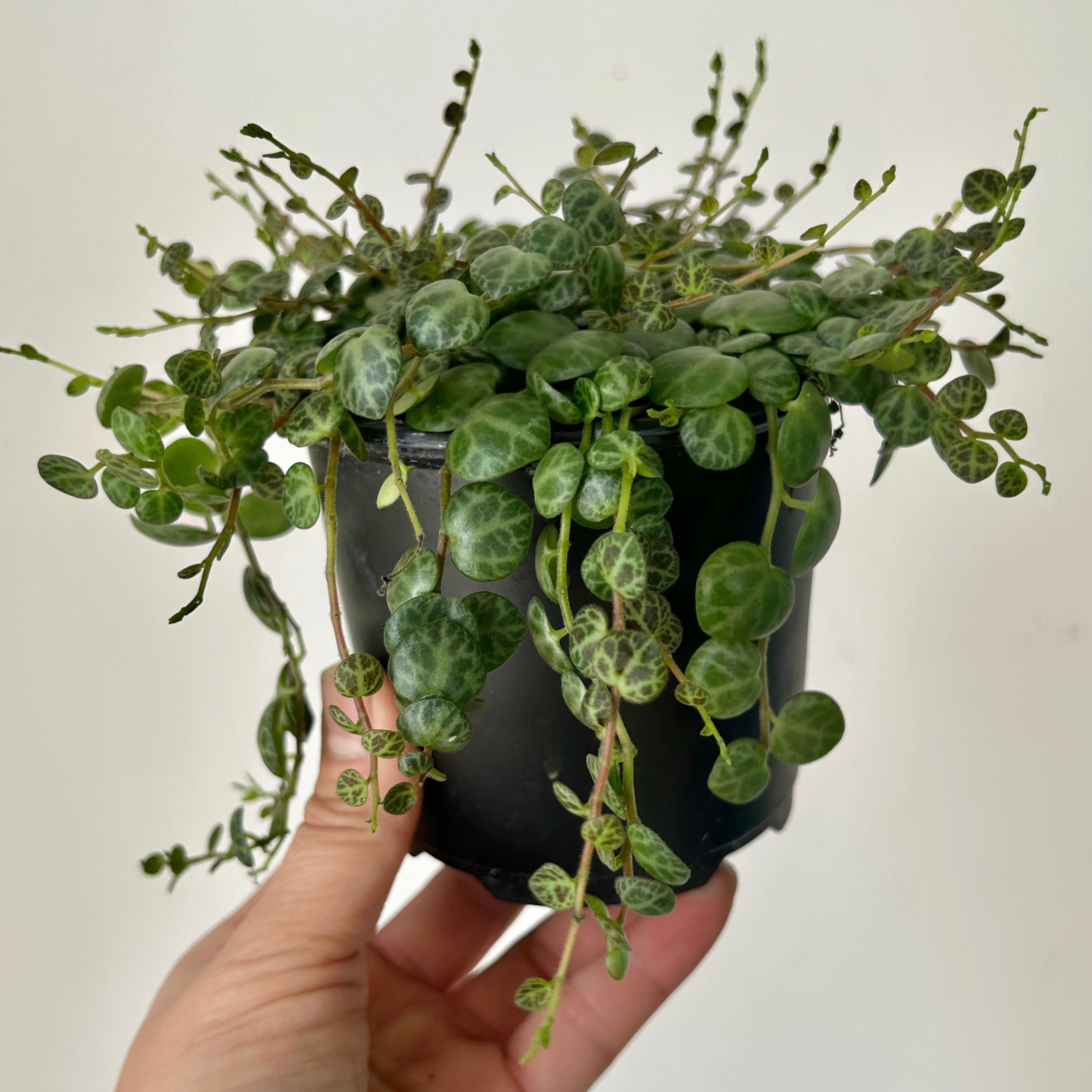 String of Turtles (Peperomia Prostrata) 4”pot