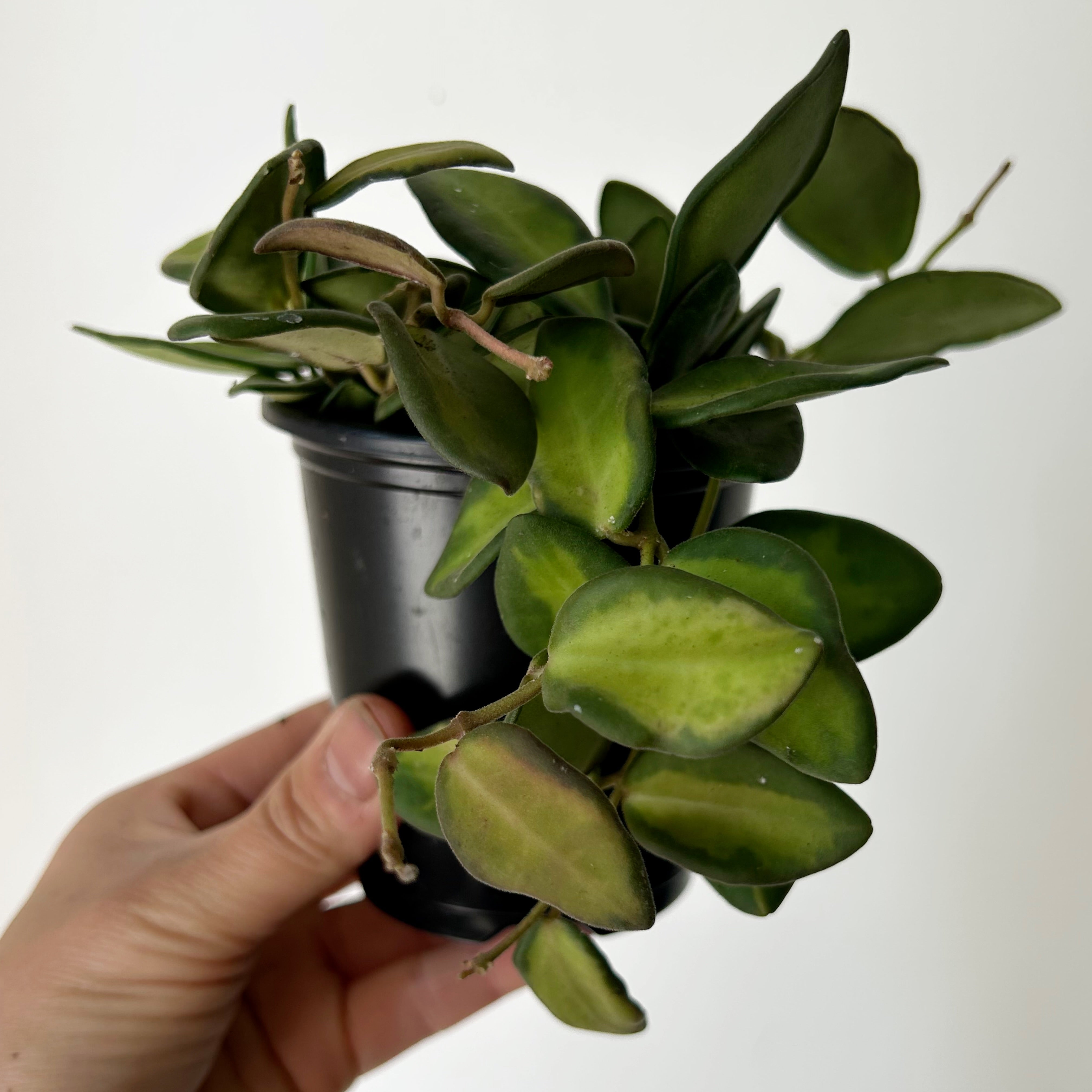 Hoya sp. aff. burtoniae variegated 3.5”pot
