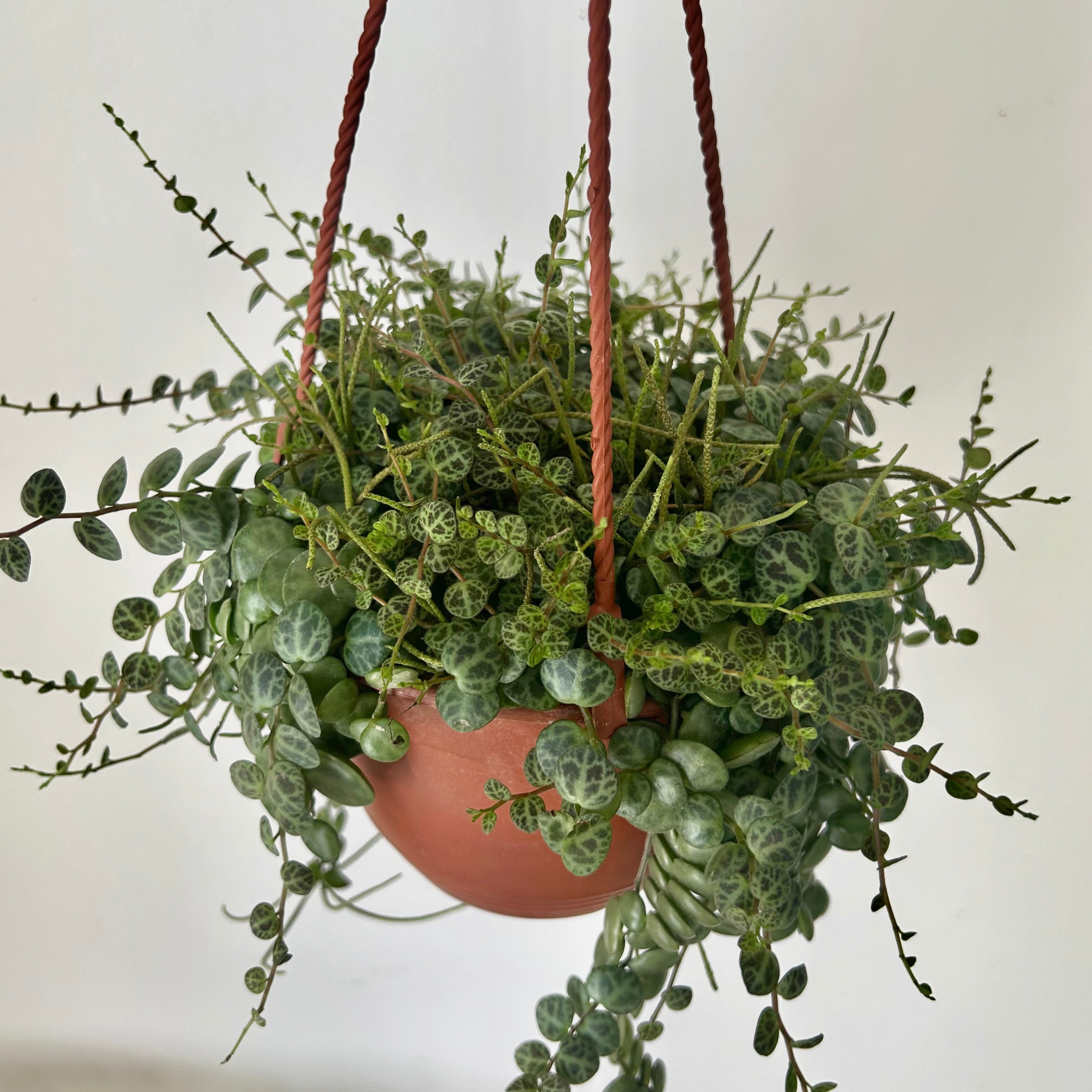 String of Turtles (Peperomia Prostrata) 6” hanging basket
