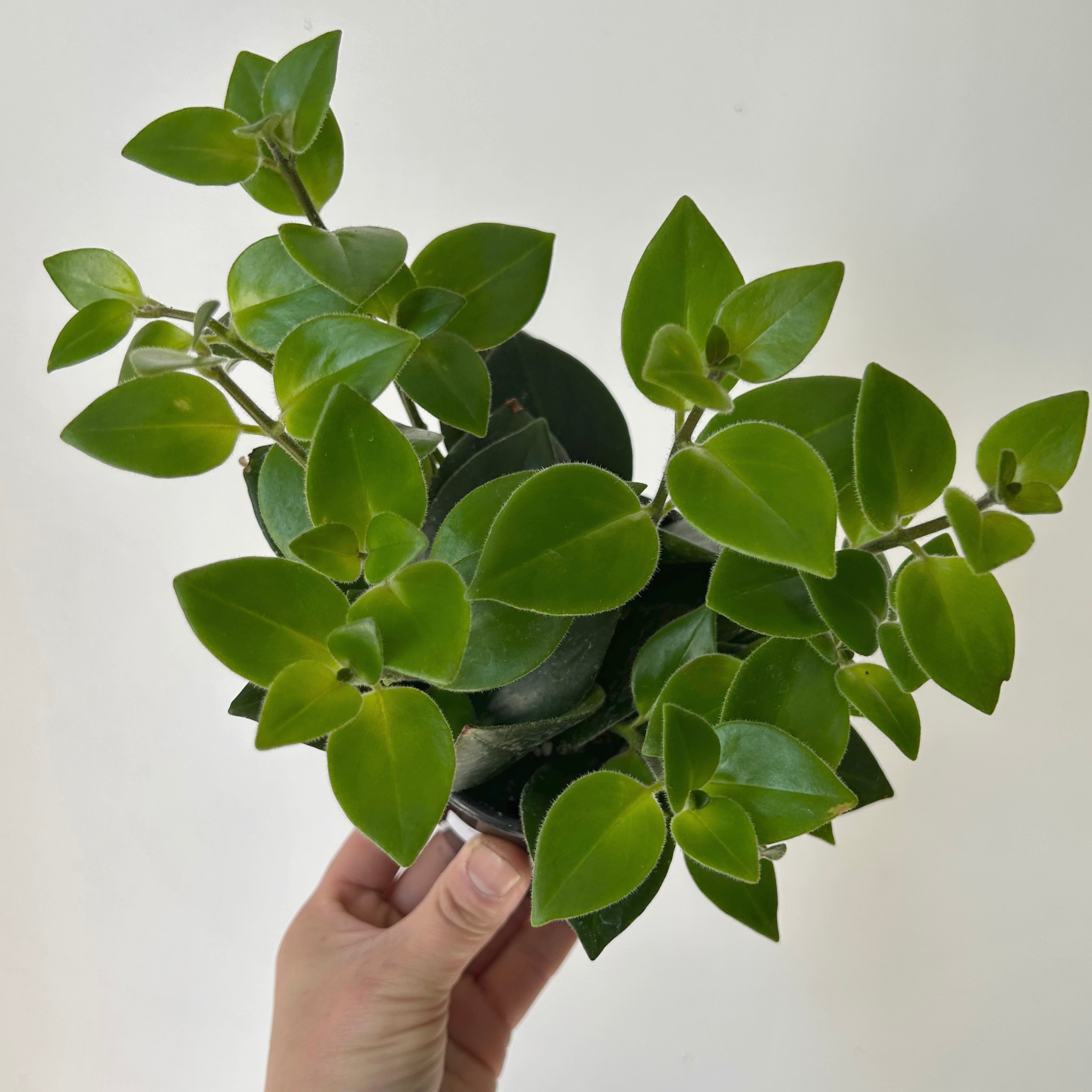 Mona Lisa Lipstick Plant (Aeschynanthus) 3.5”pot