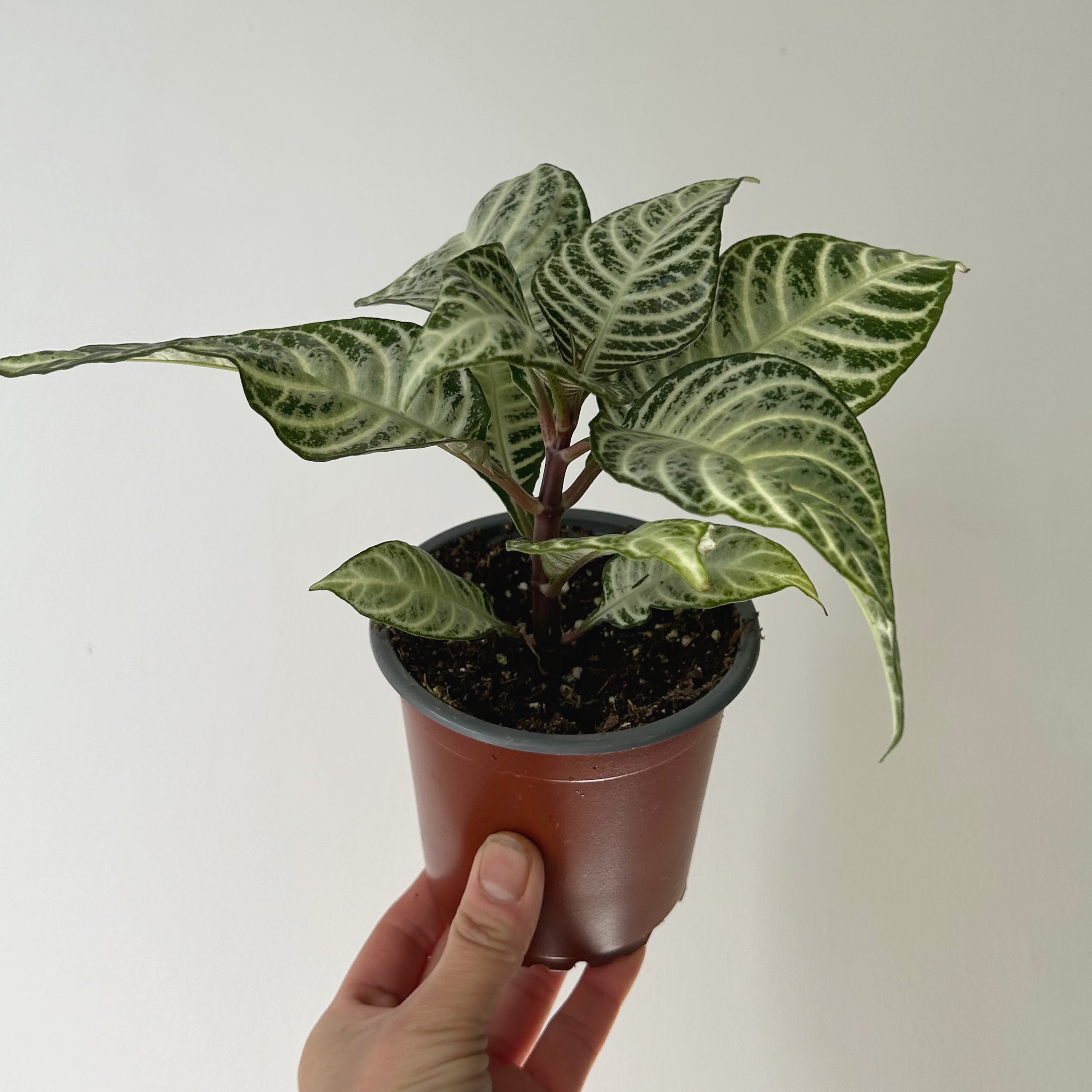 Aphelandra “Snowflake” 4" pot
