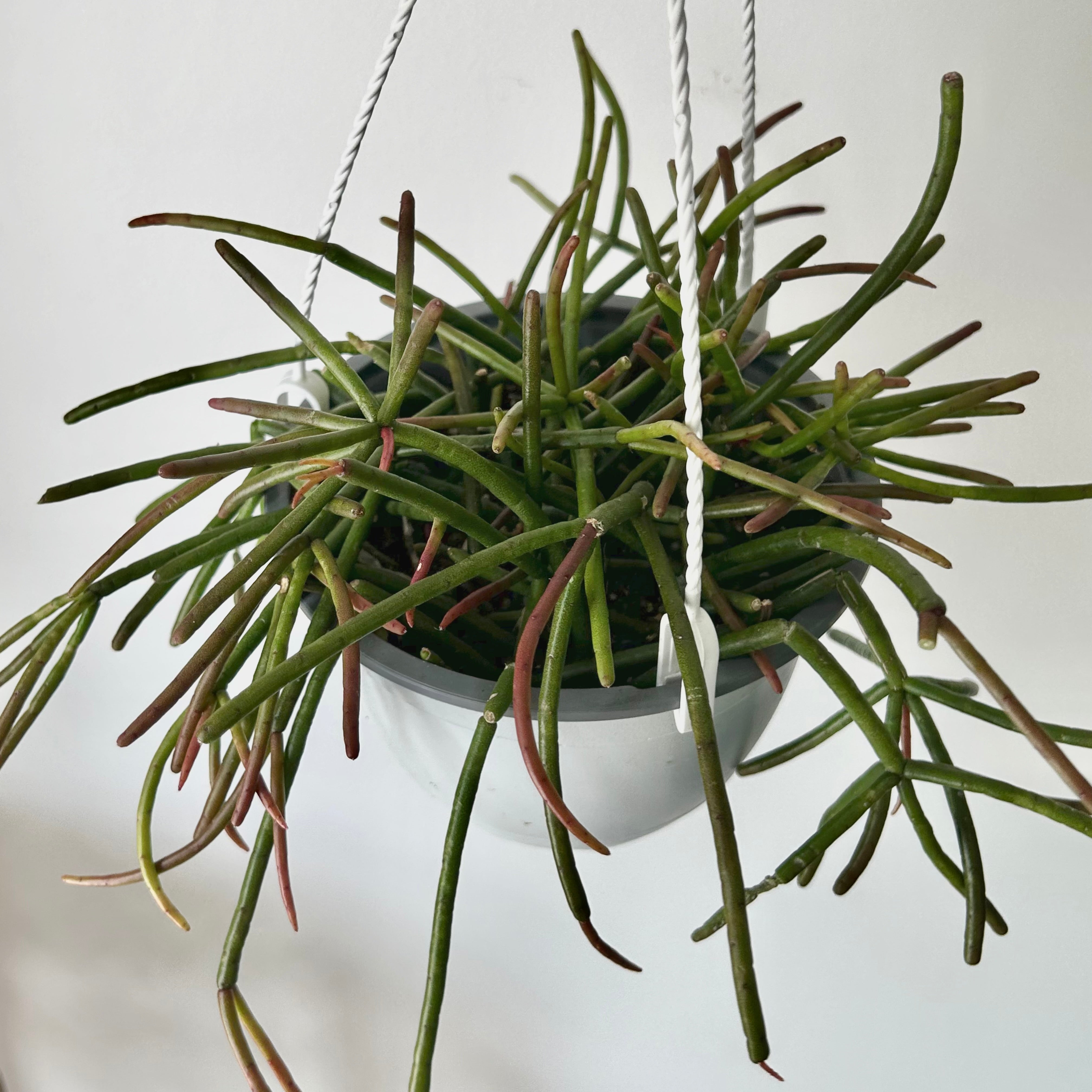 Rhipsalis baccifera mauritiana 6”hanging basket