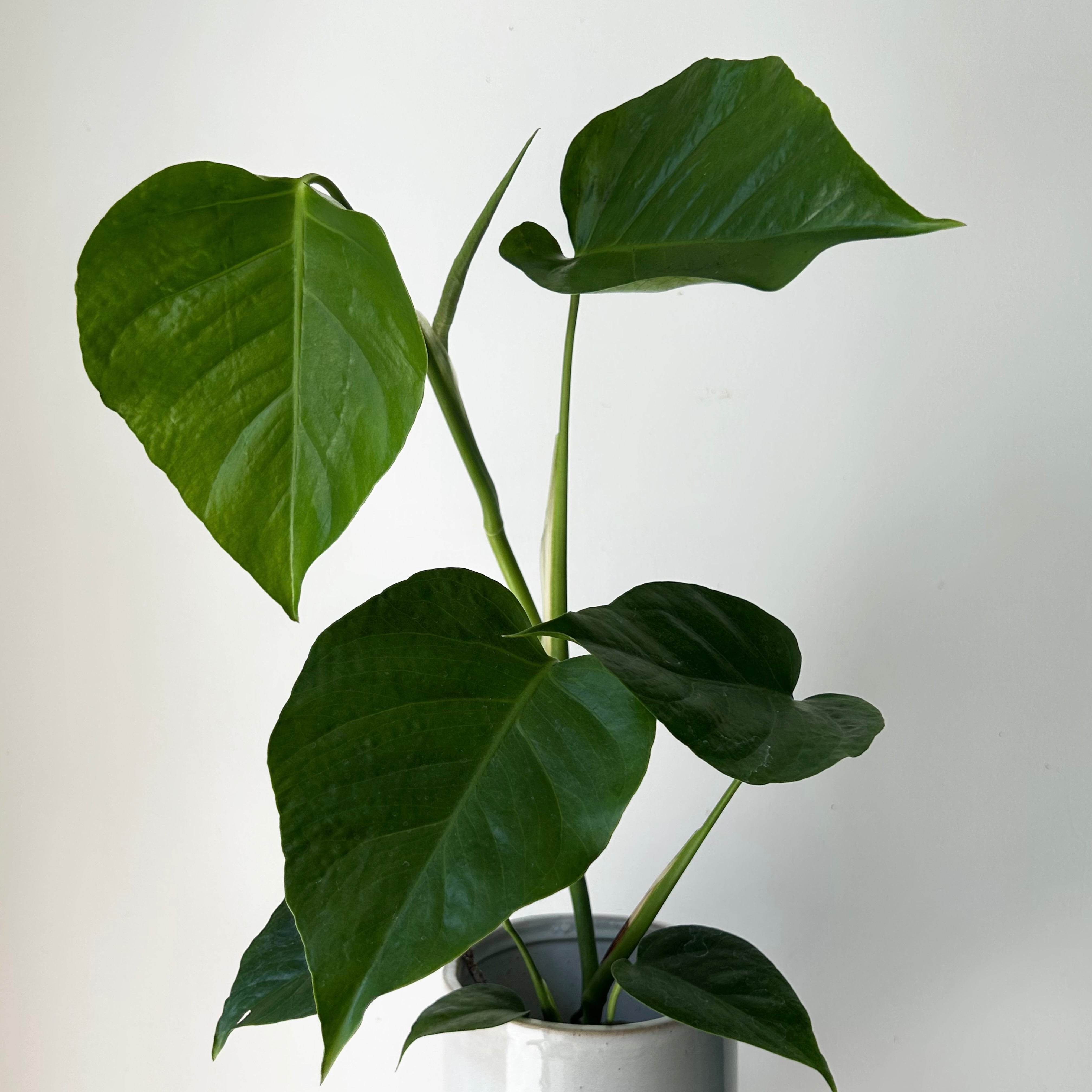 Monstera deliciosa “Sierrana”3.5” pot