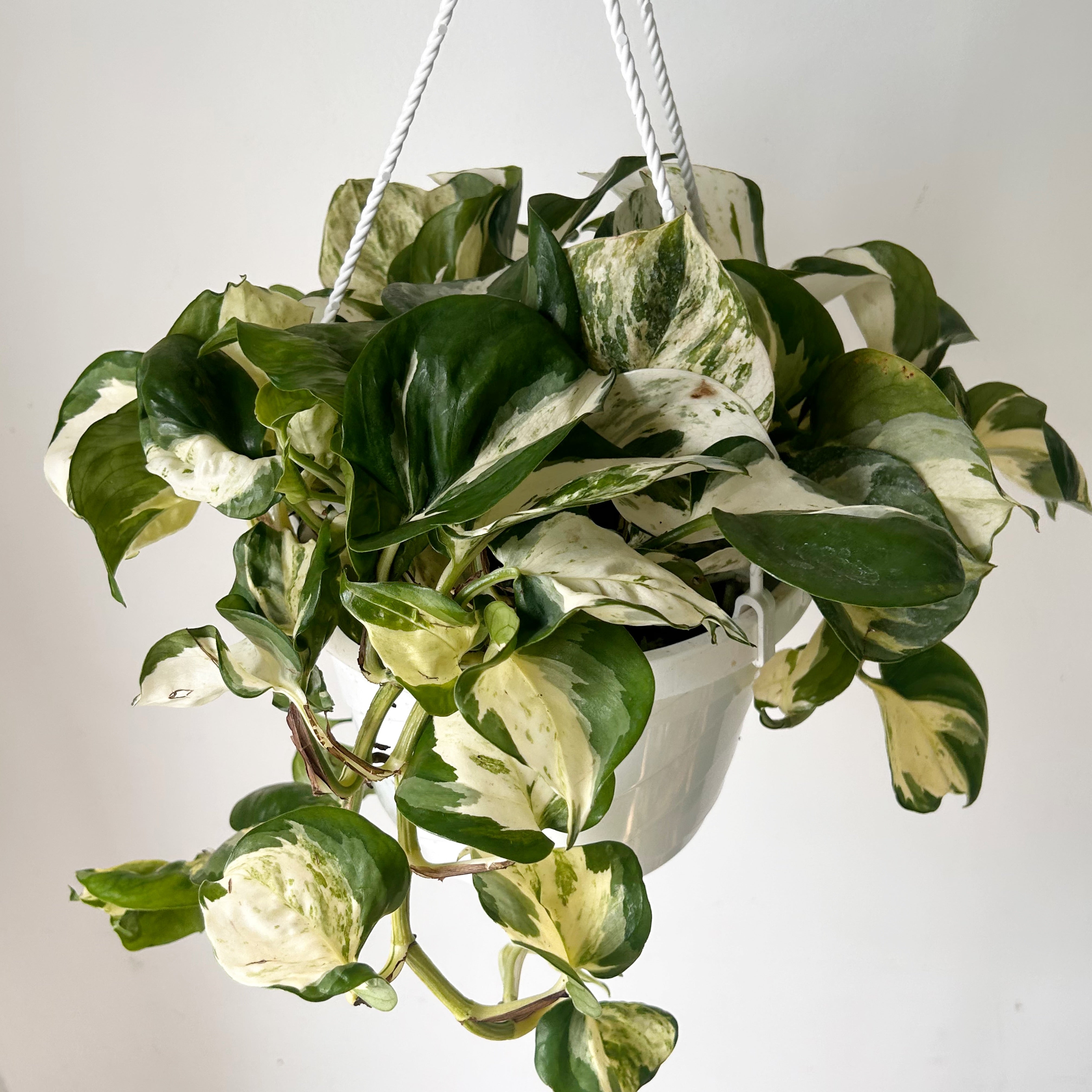 Manjula Pothos 8” hanging basket