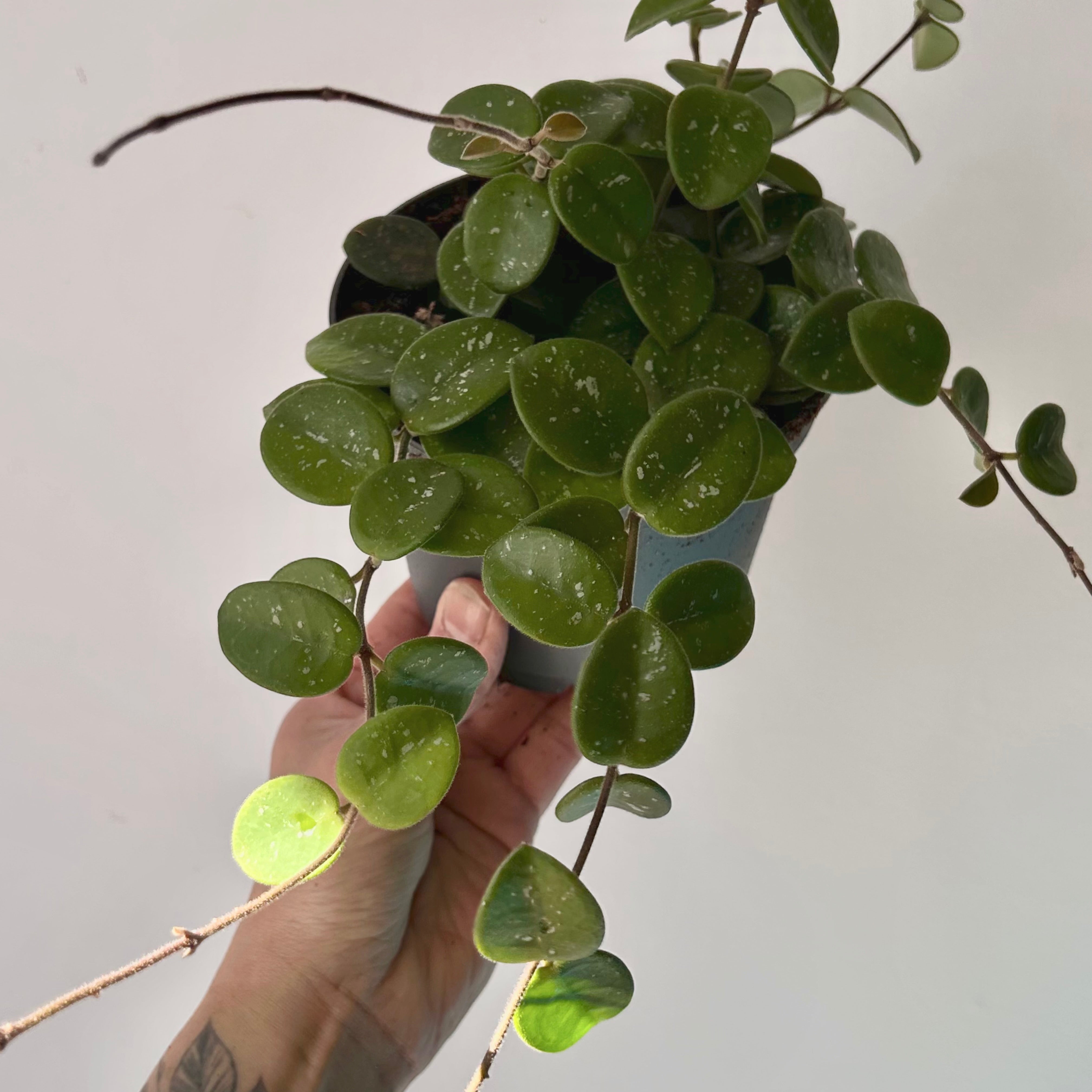 Hoya Mathilde 5” pot