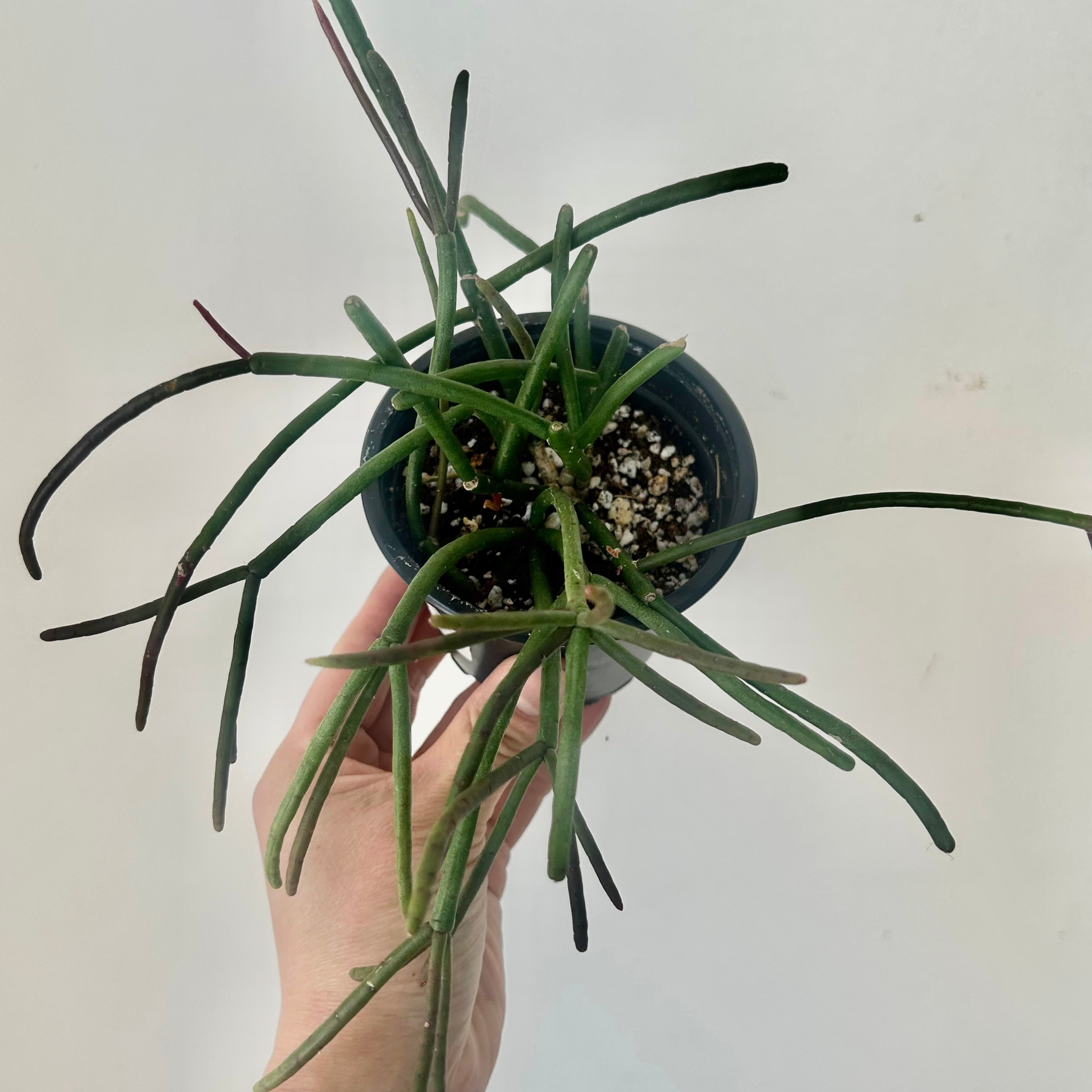 Rhipsalis baccifera 3.5” pot