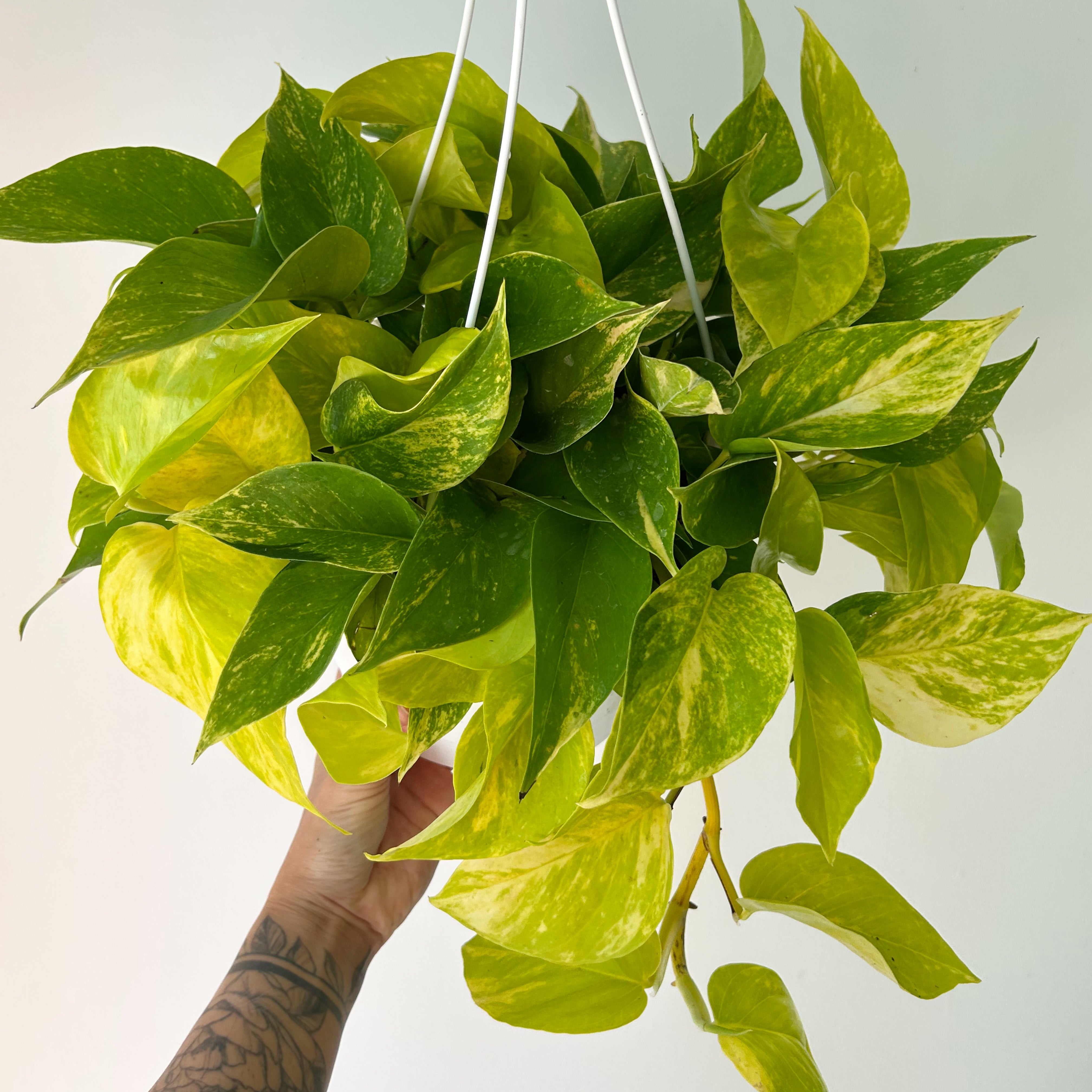 Variegated Neon Pothos (Teruno kaguya) 8” hanging basket